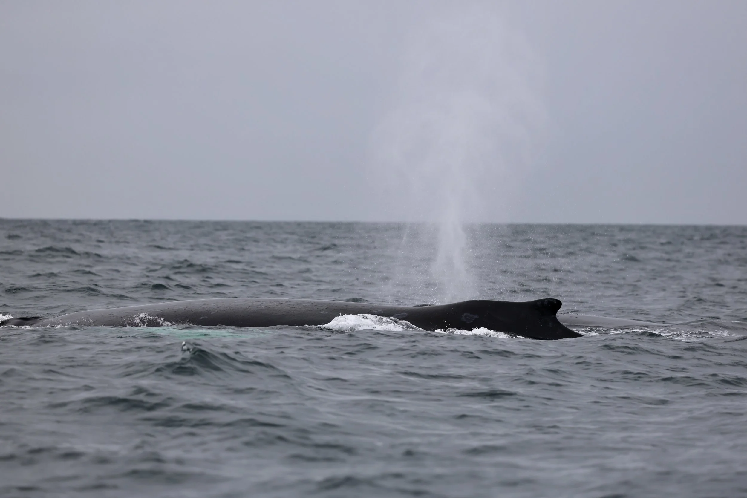 Humpback whale surfacing on a whale watching tour in Tofino