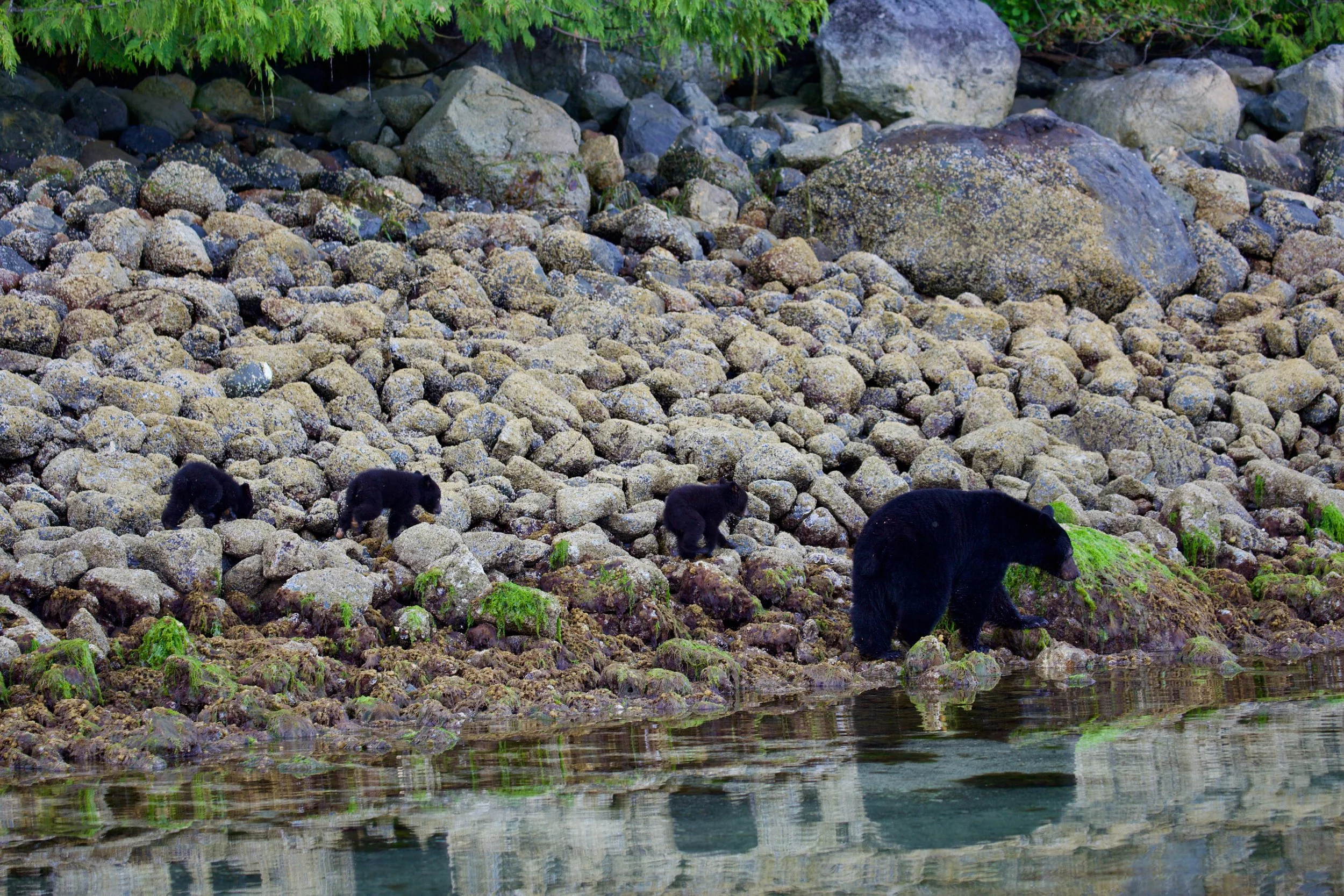 A group of four black bears, including a large adult, walking along the rocky shoreline of a body of water, with green vegetation in the background.