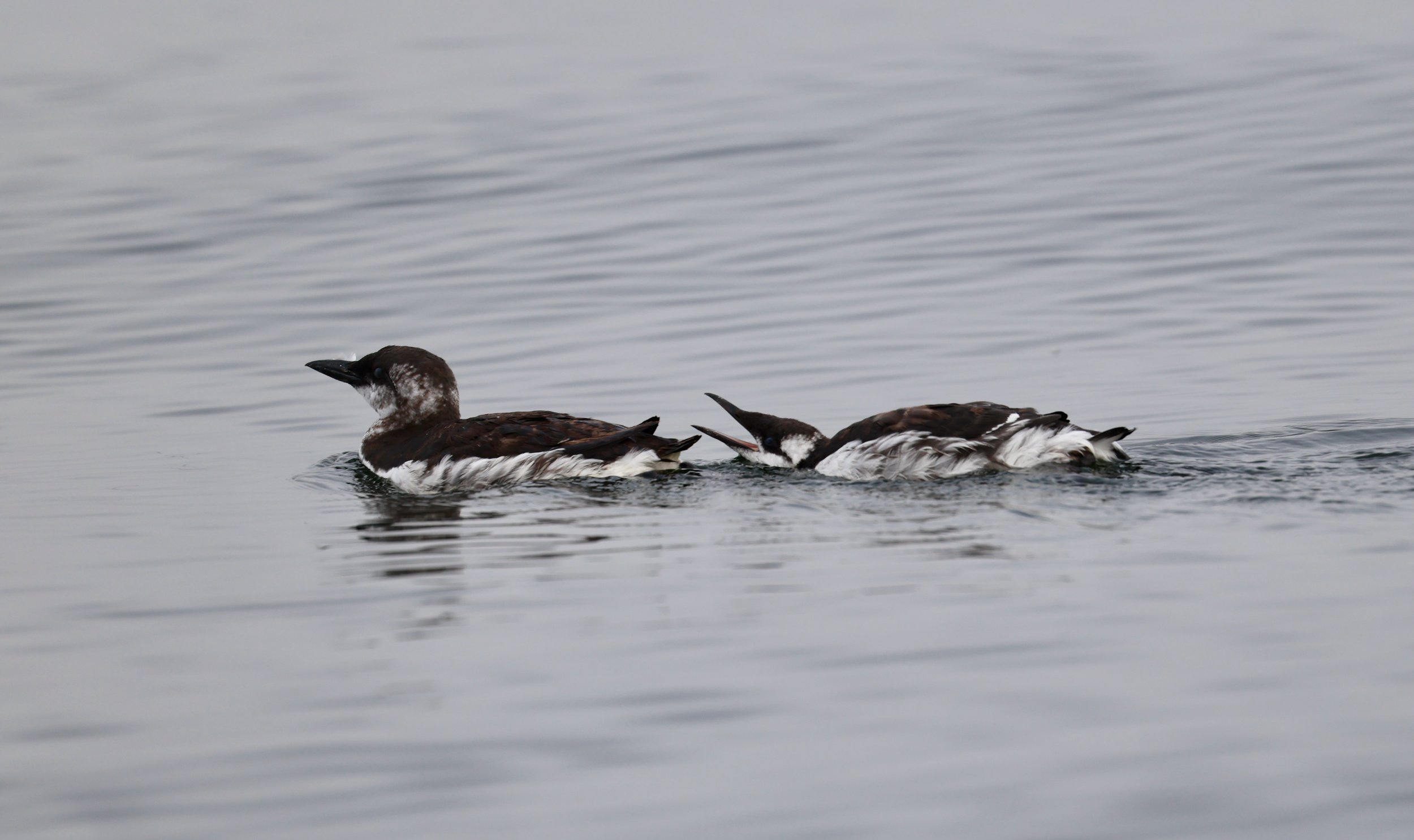 Tofino Bird Watching Tour