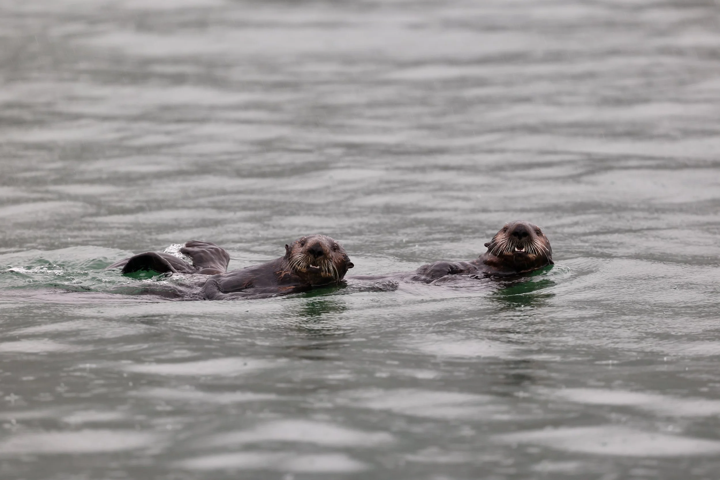 Two otters swimming in a calm body of water.