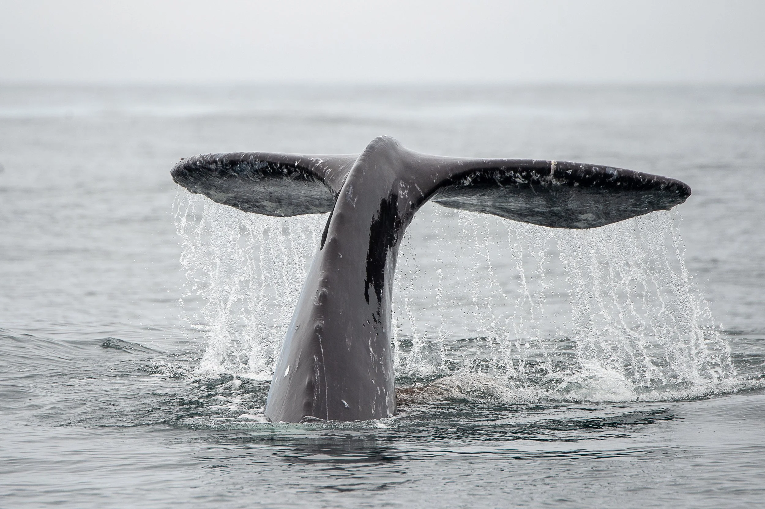 Bear and whale tour boat in Tofino