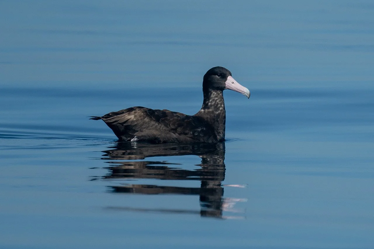 Short-tailed Albatross in Tofino