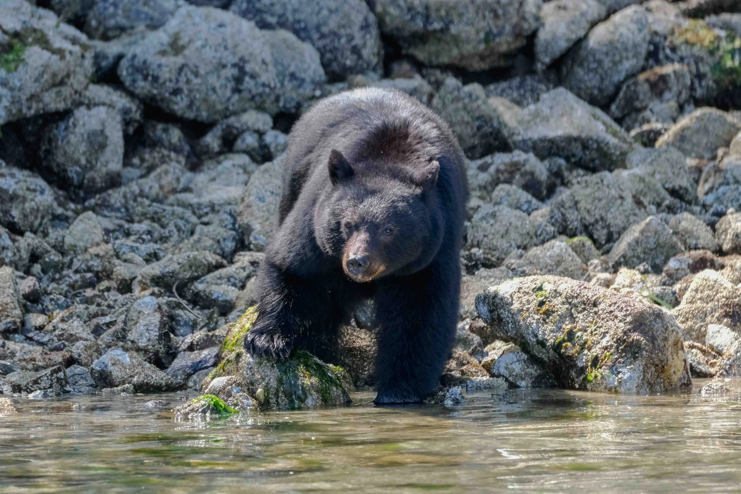 Tofino Bear Watching Tour with black bears