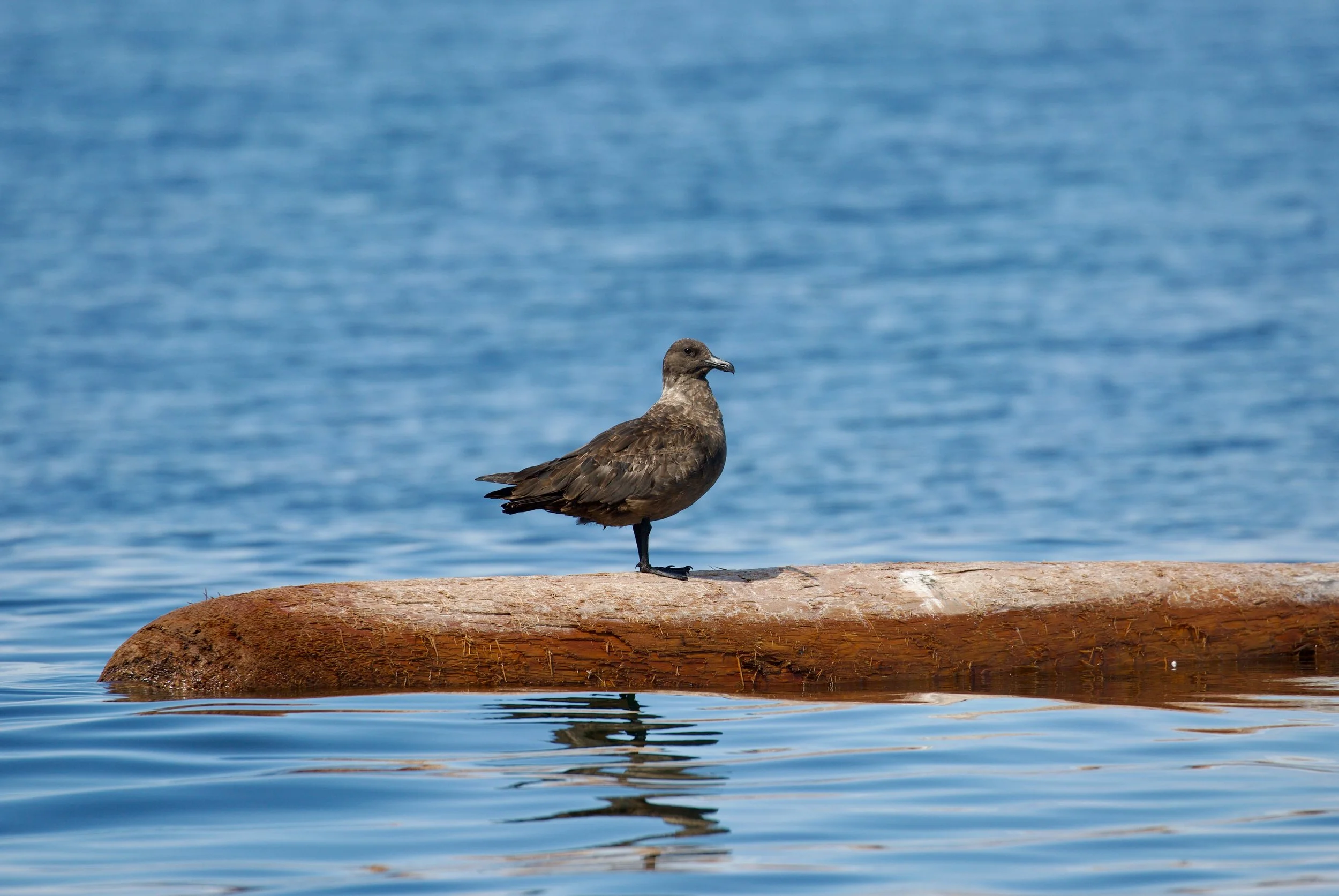 A brown bird standing on a large rock in a body of water with a blue, rippling surface.