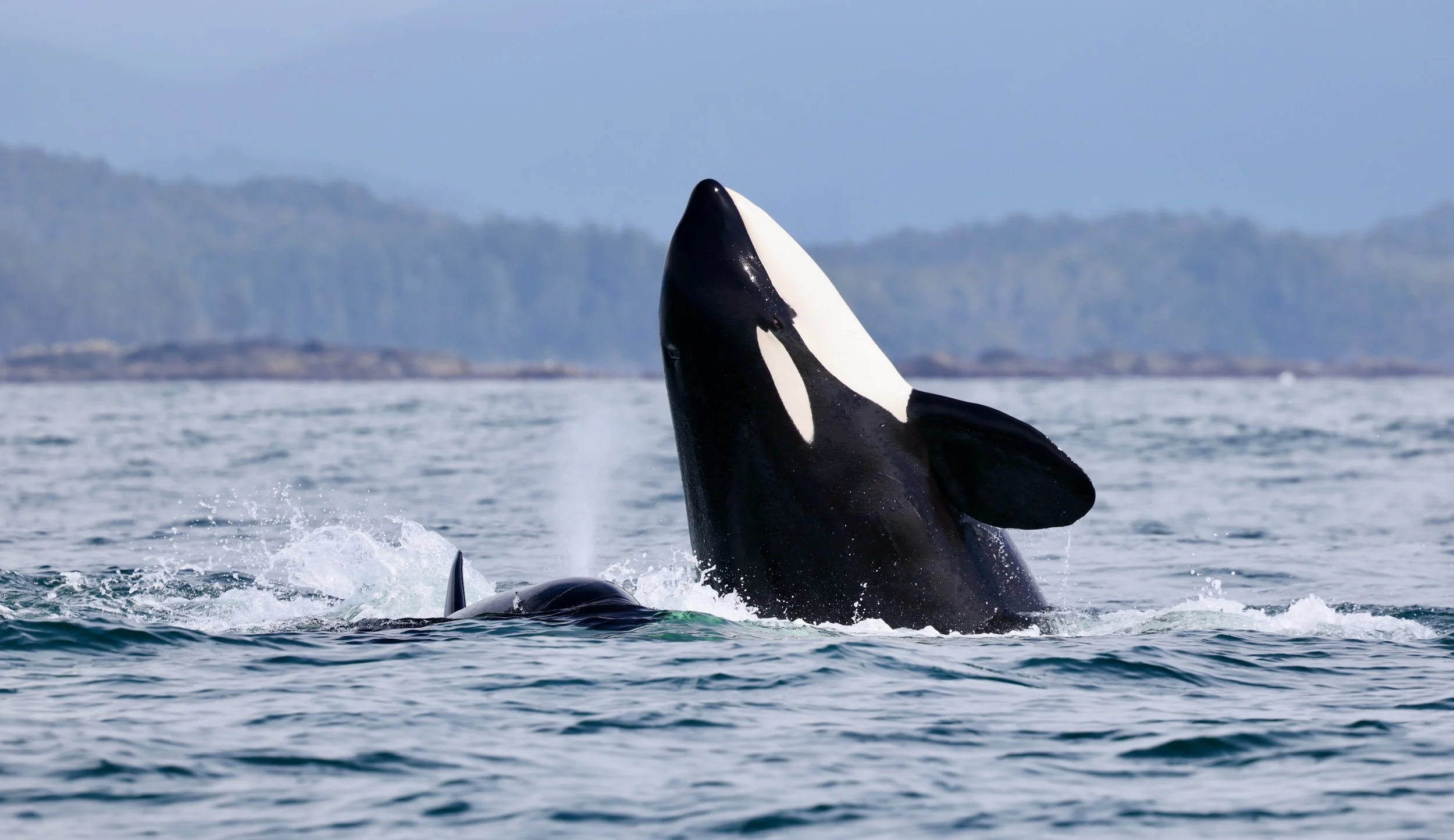 Orca on a Tofino Whale Tour