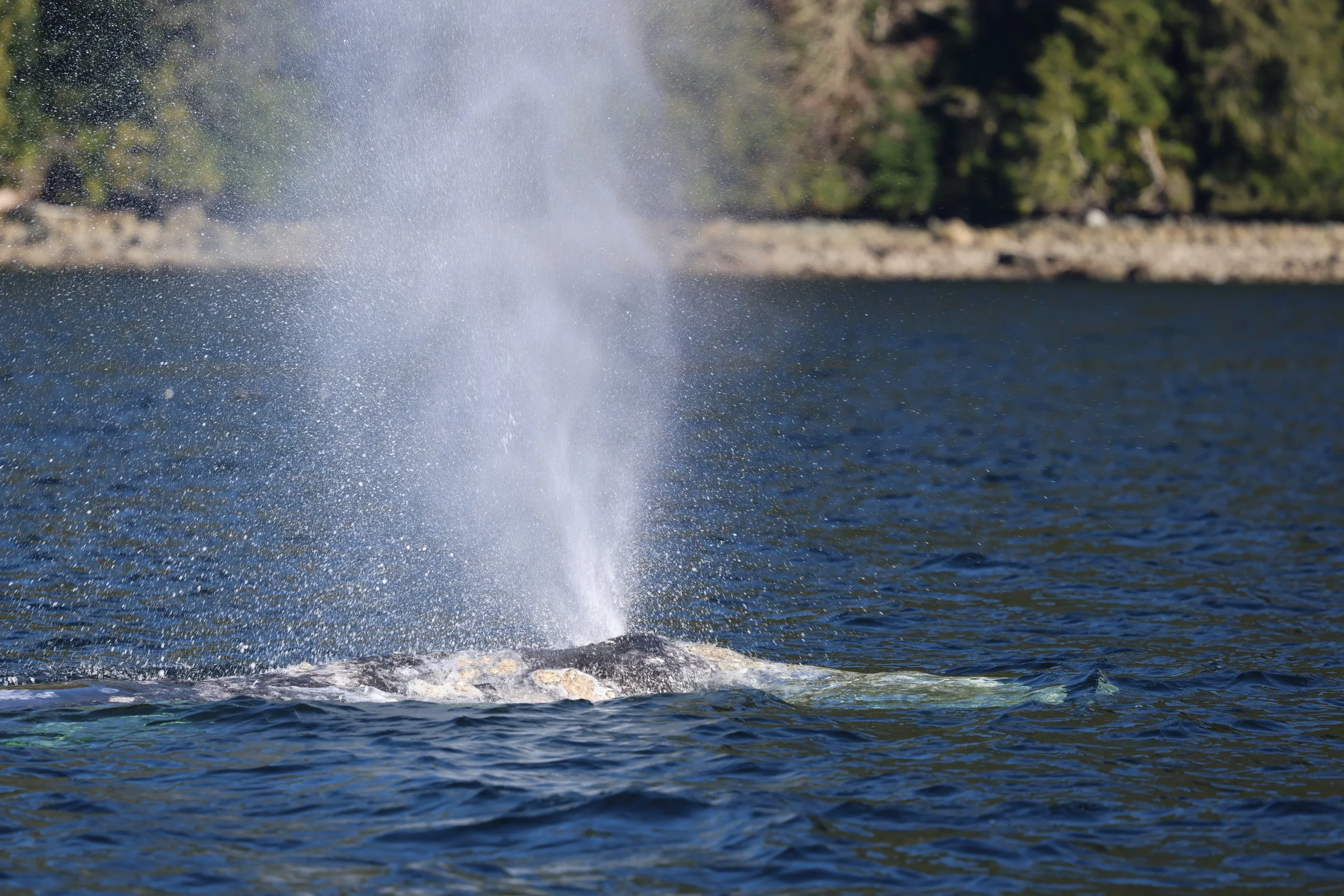 Tofino Grey Whale.jpeg