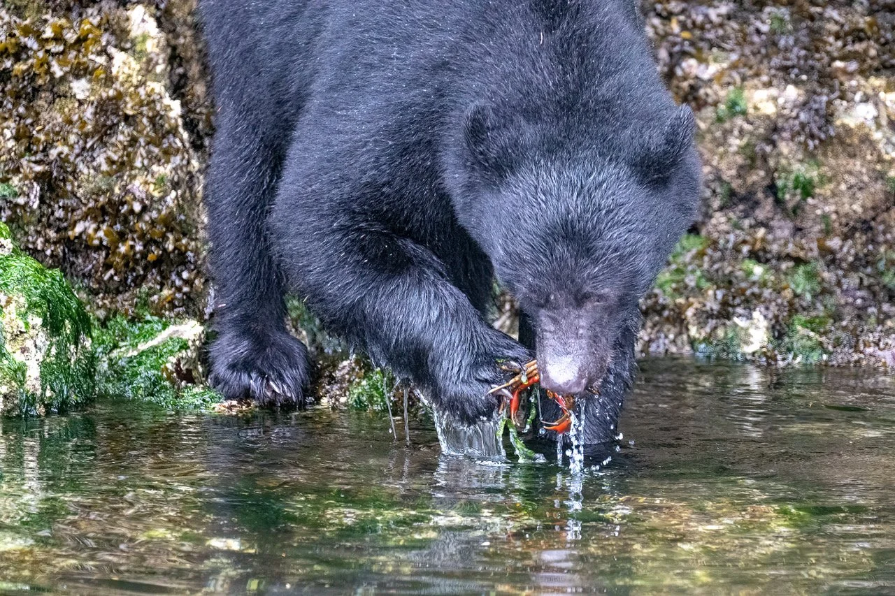 Black Bear Tour in Tofino
