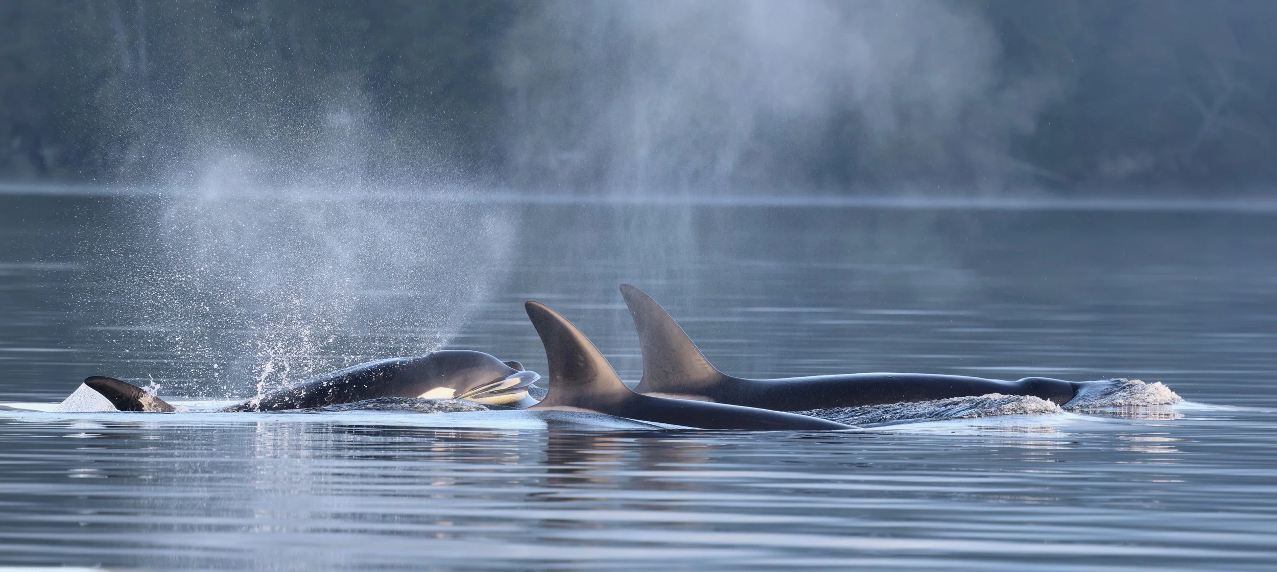 Killer whales on a tour in Tofino