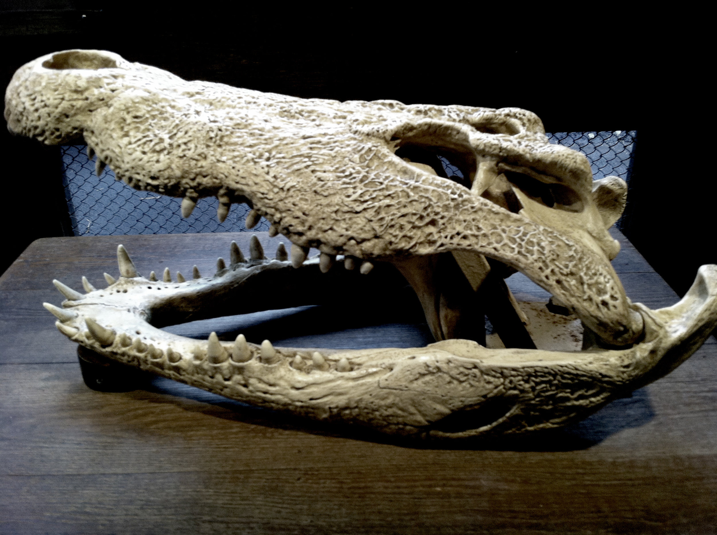  Crâne d'un crocodile    