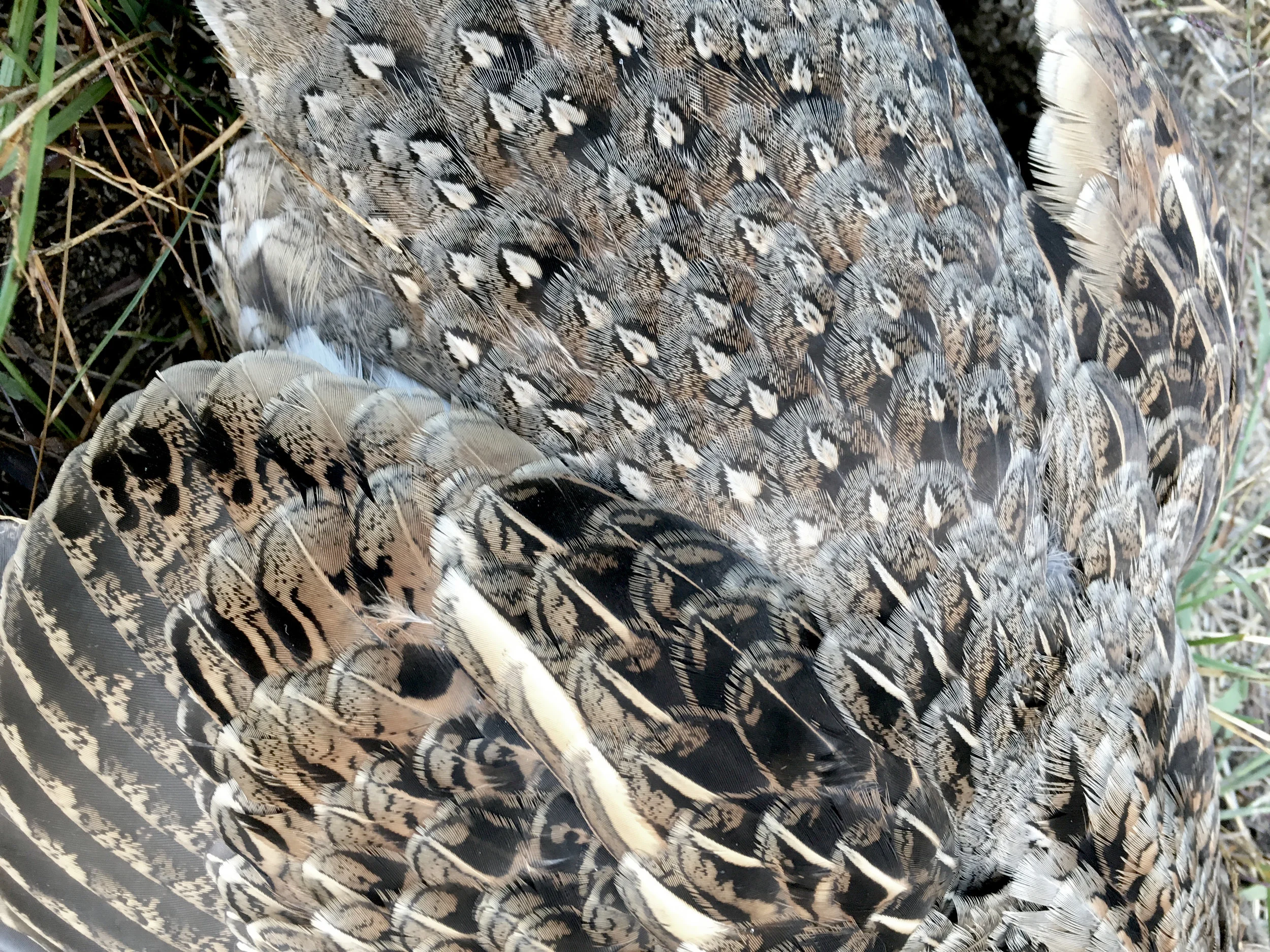 Plumes de perdrix Au chalet, St-André Avellin, Outaouais