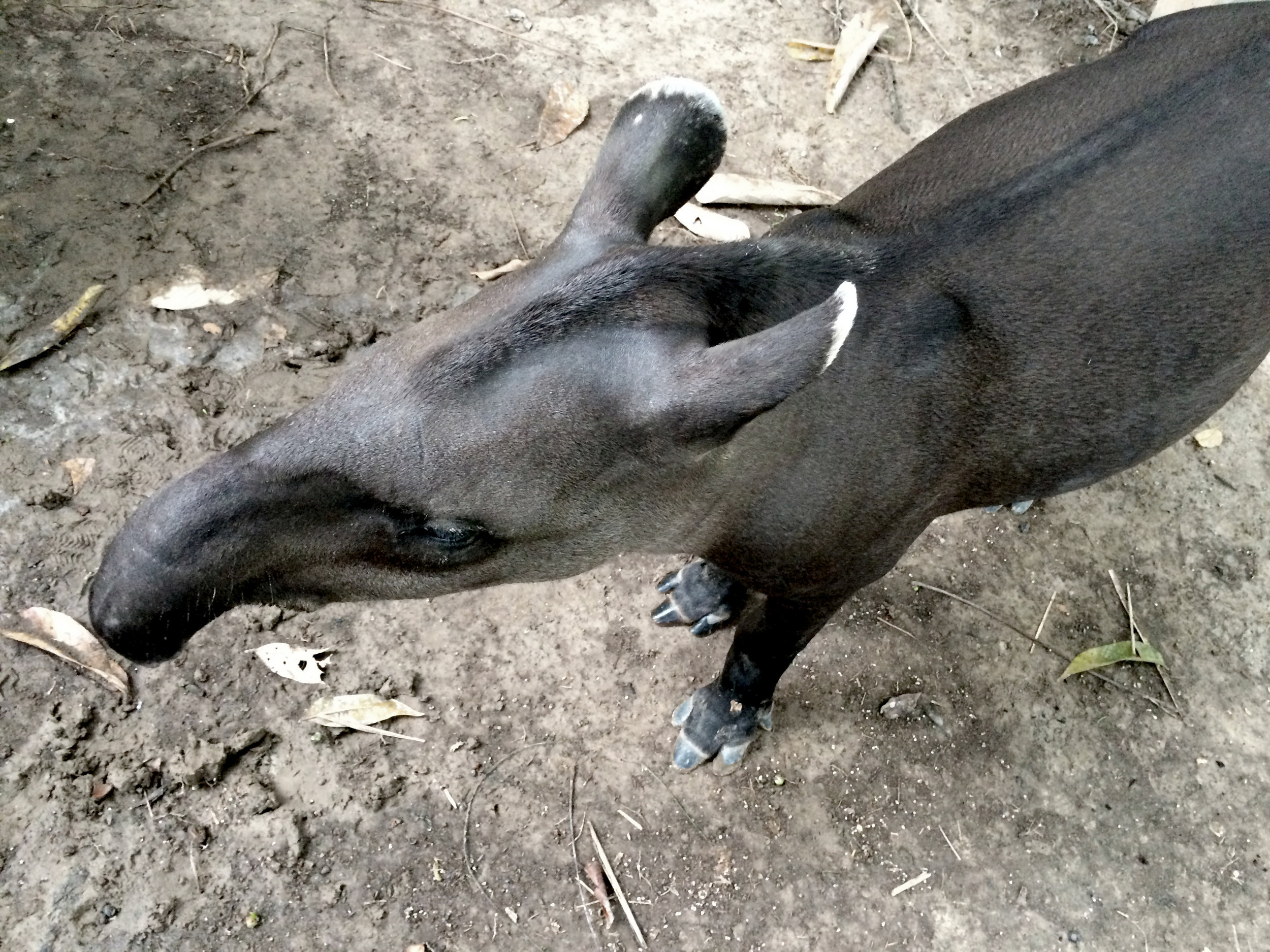  Tapir  Amazonie, Brésil    