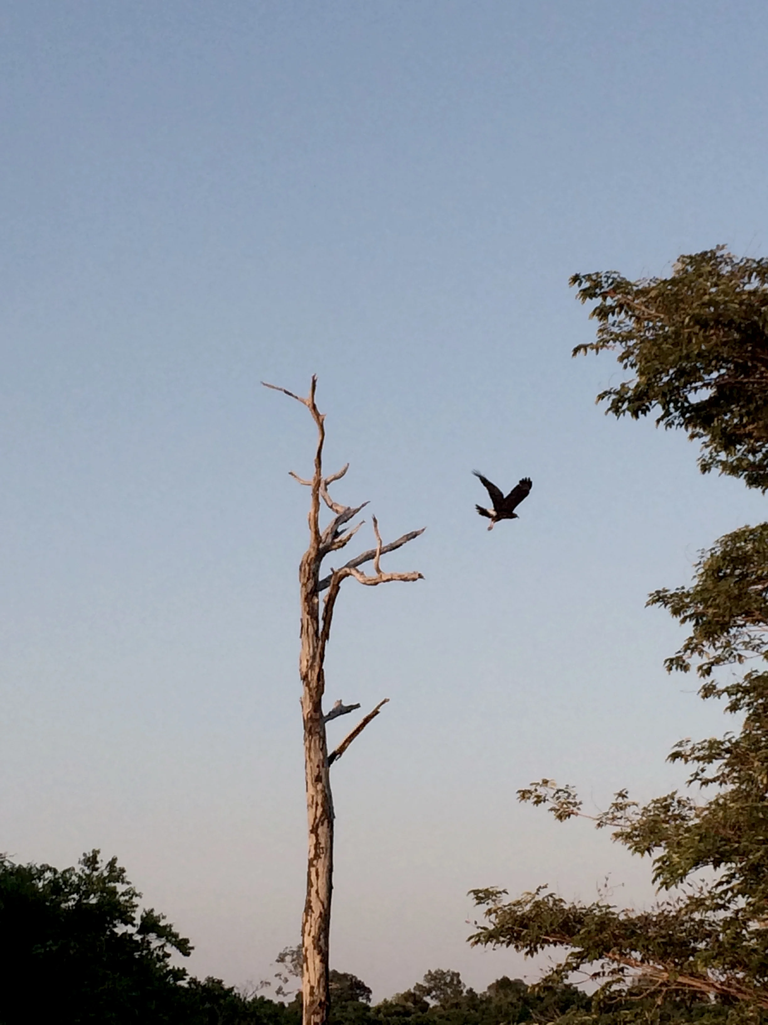 Aigle Snail kite Amazonie, Brésil