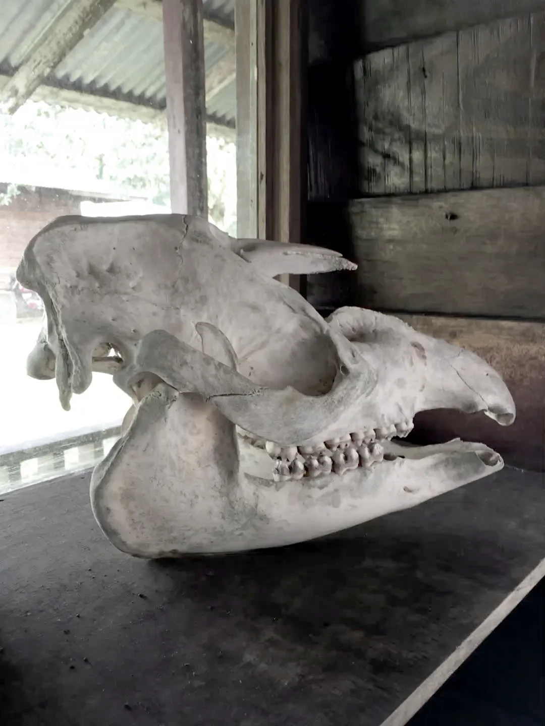 Crâne d'un tapir