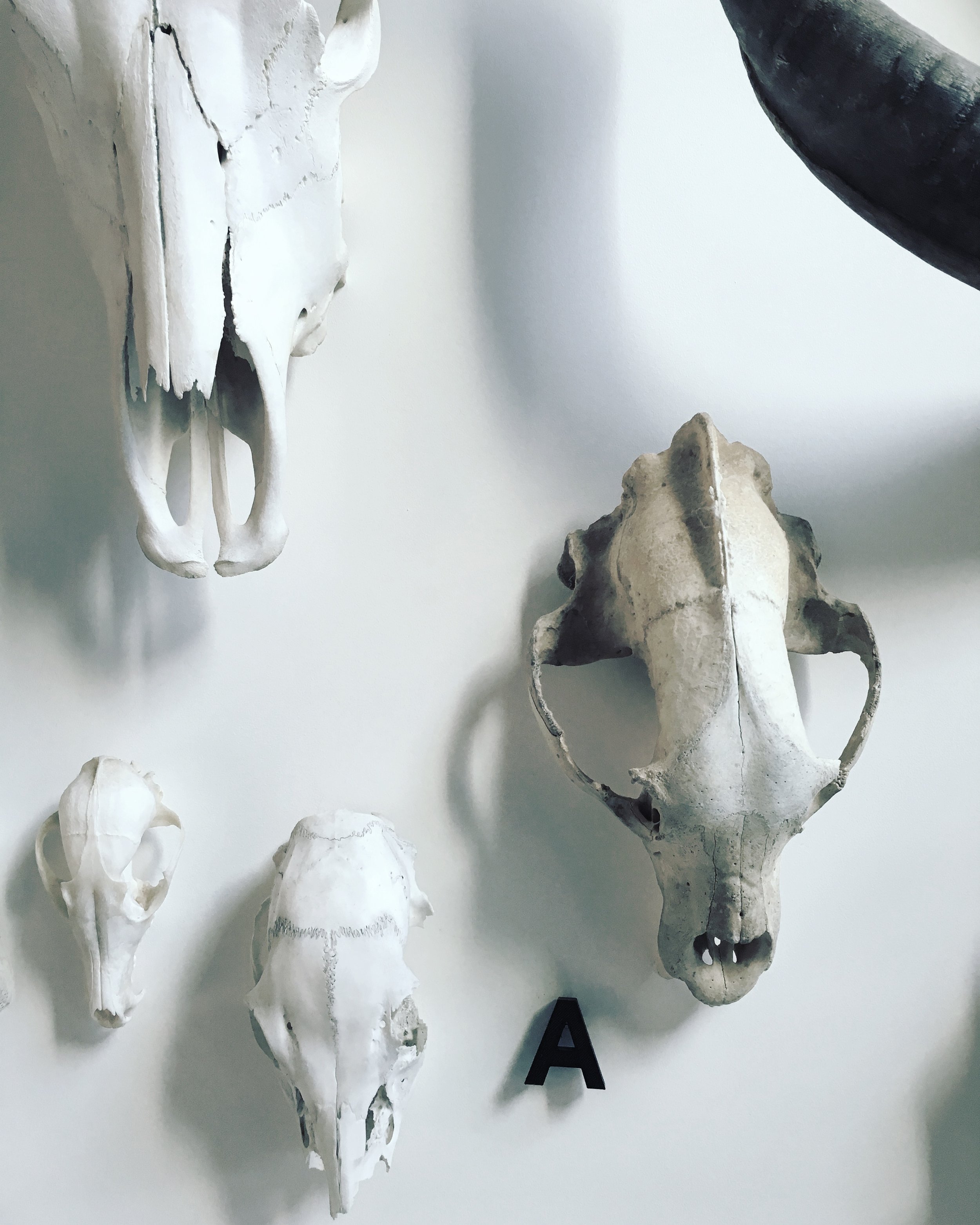  Collection de crânes  Maison, Mile end, Montréal    