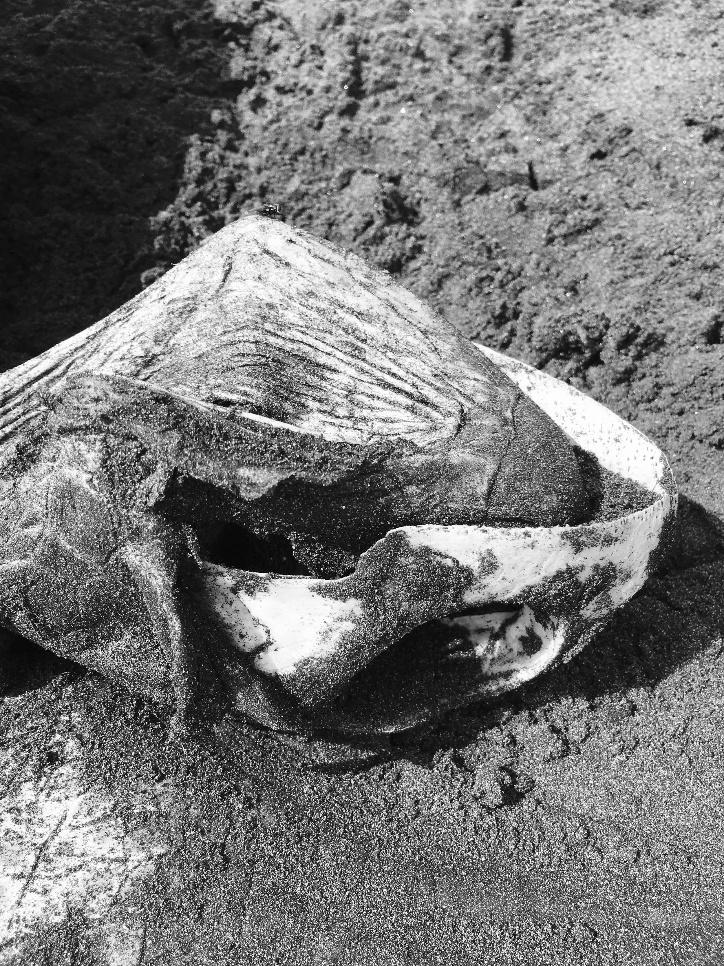 Tête d'une tortue sur la plage Tortuguero, Costa Rica