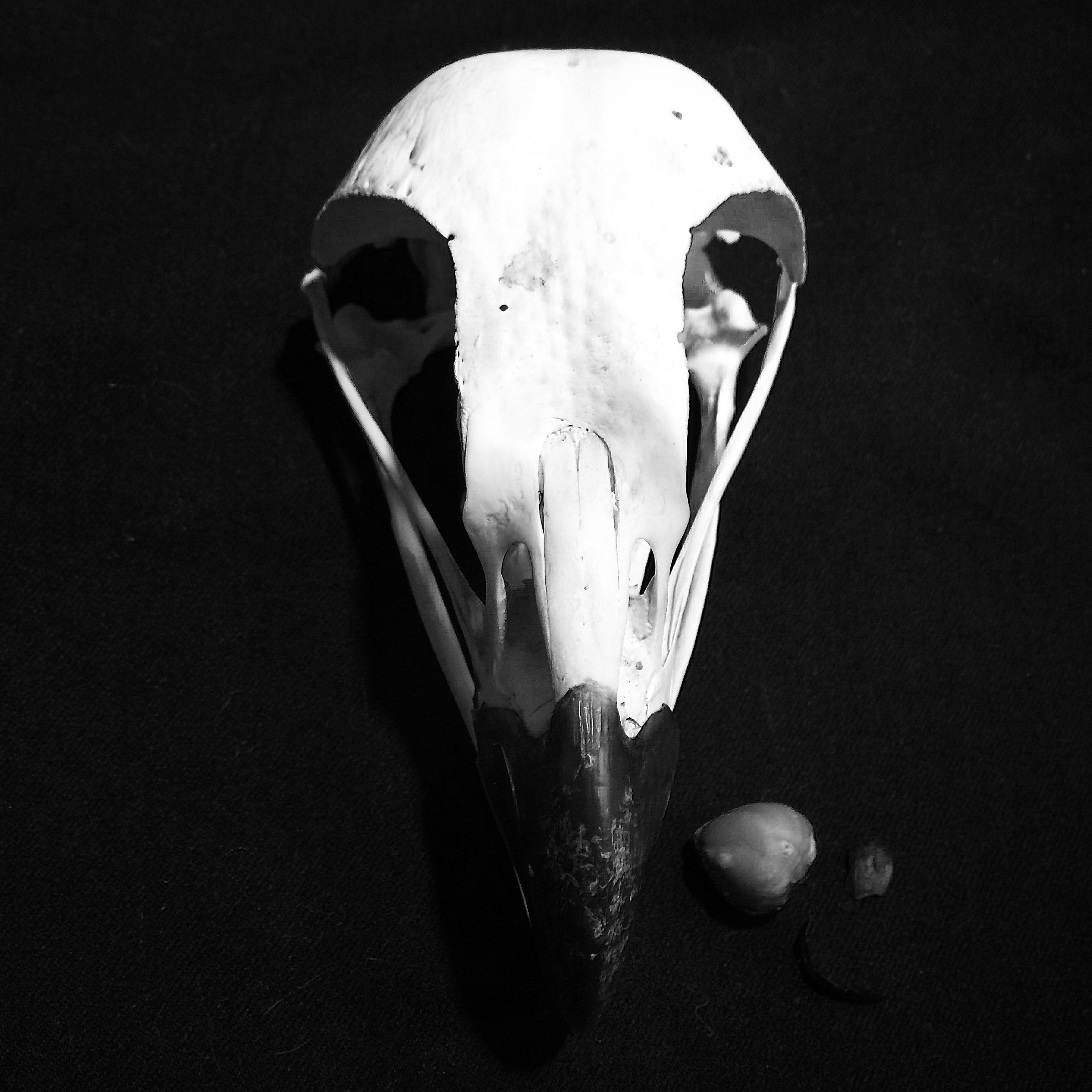  Crâne d'un pygargue à tête blanche       