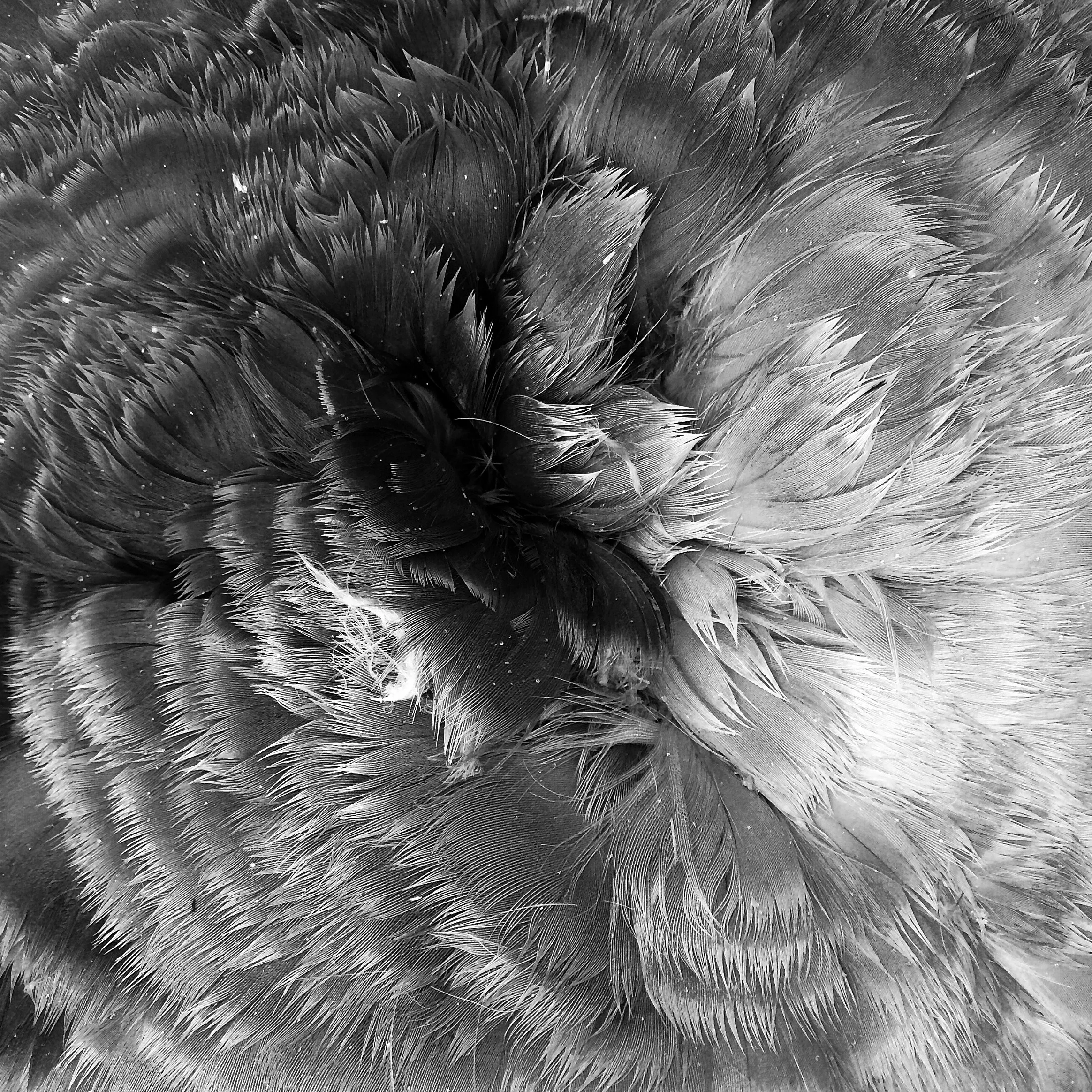 Plumes d'une outarde