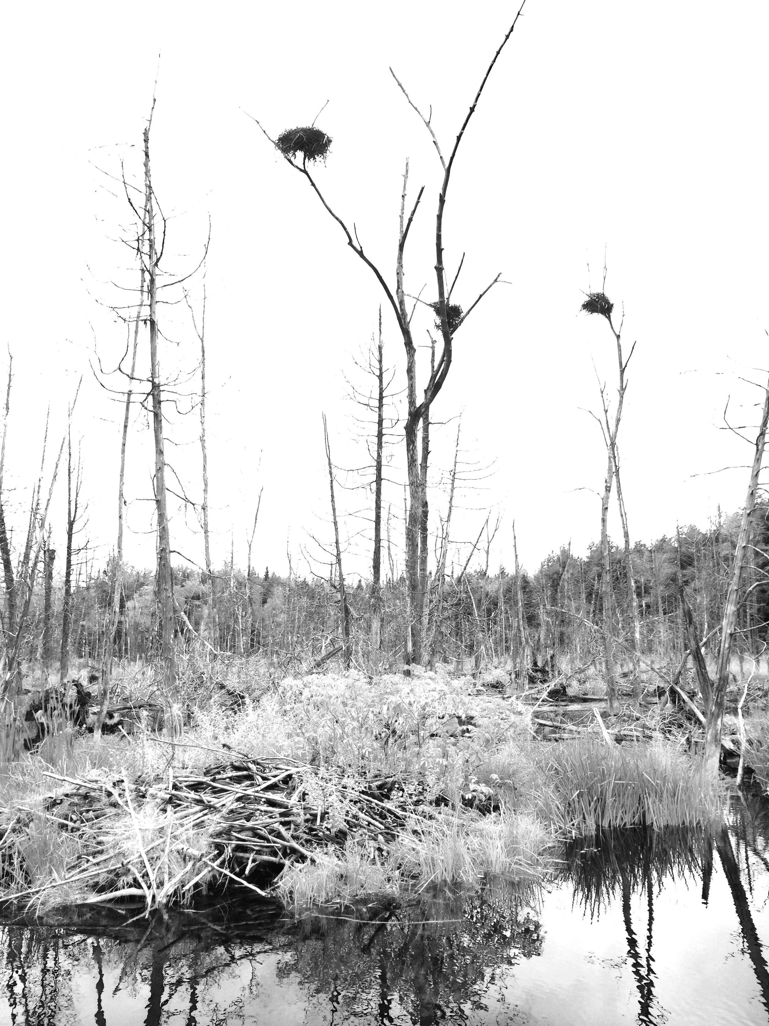 Héronnière Magog, Québec