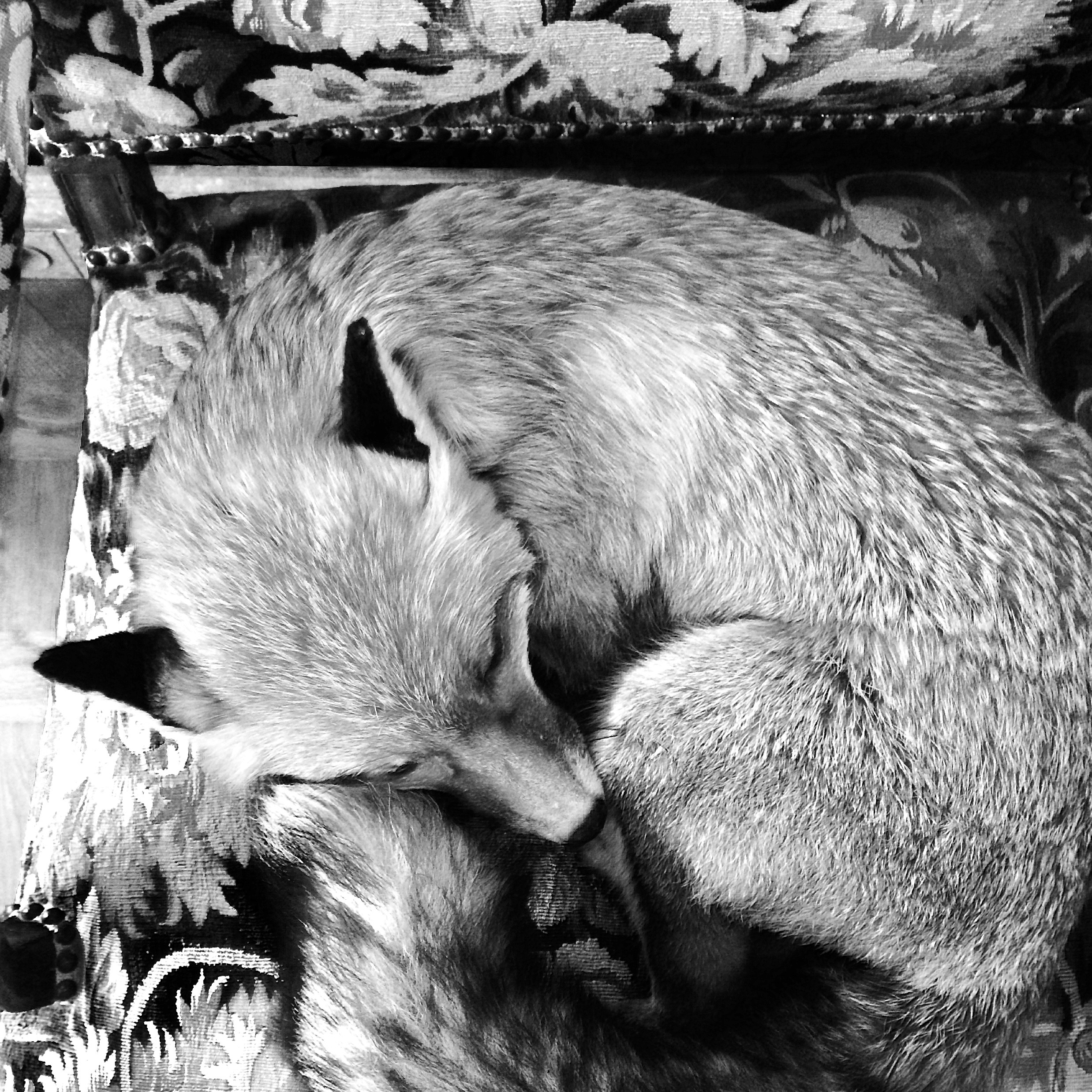  Renard roux  Musée de la Chasse  Paris, France    