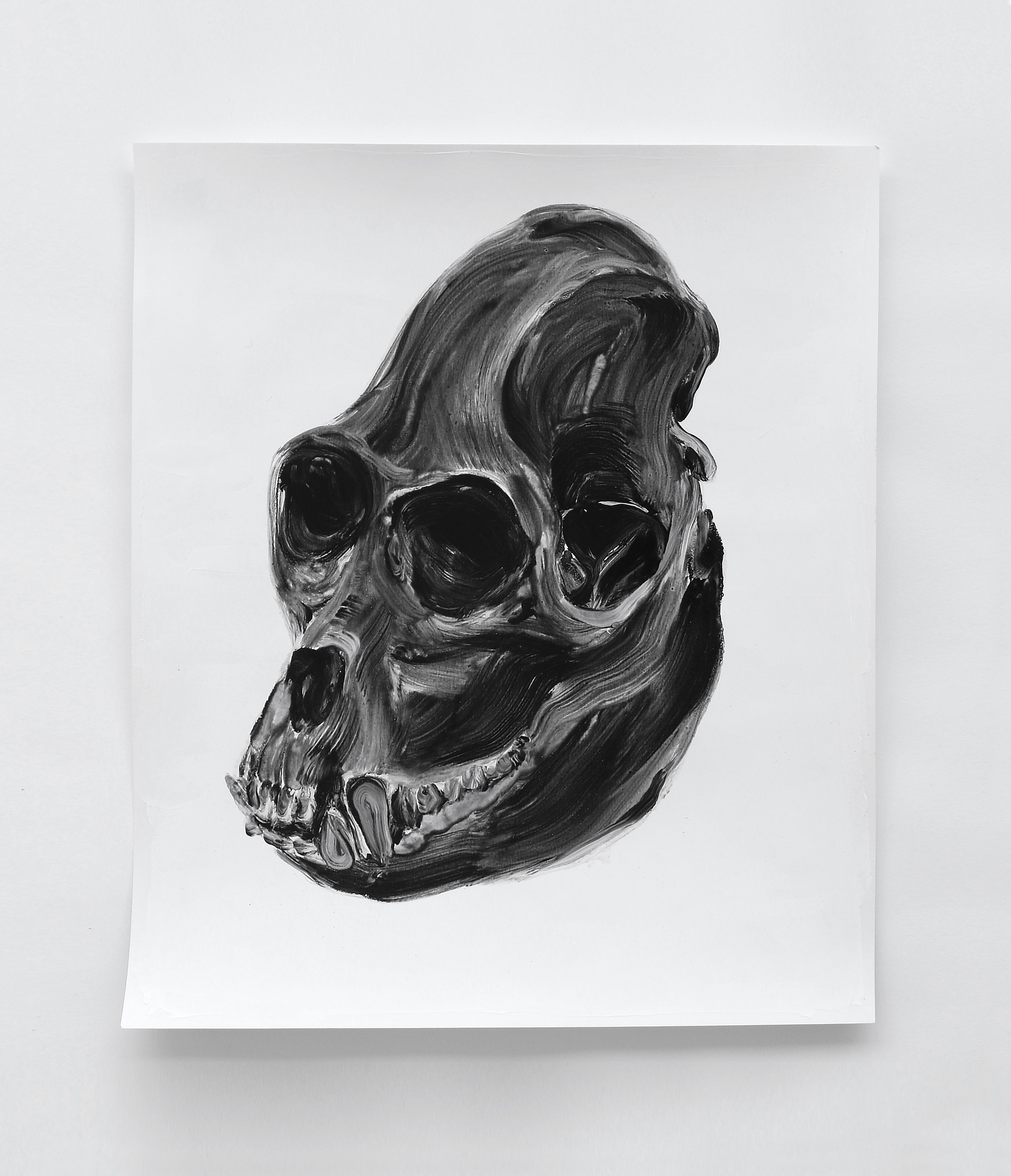 Crâne de singe hurleur / Howler monkey skull  Huile sur papier / Oil on paper  12 X 16 in / 30 X 40 cm    