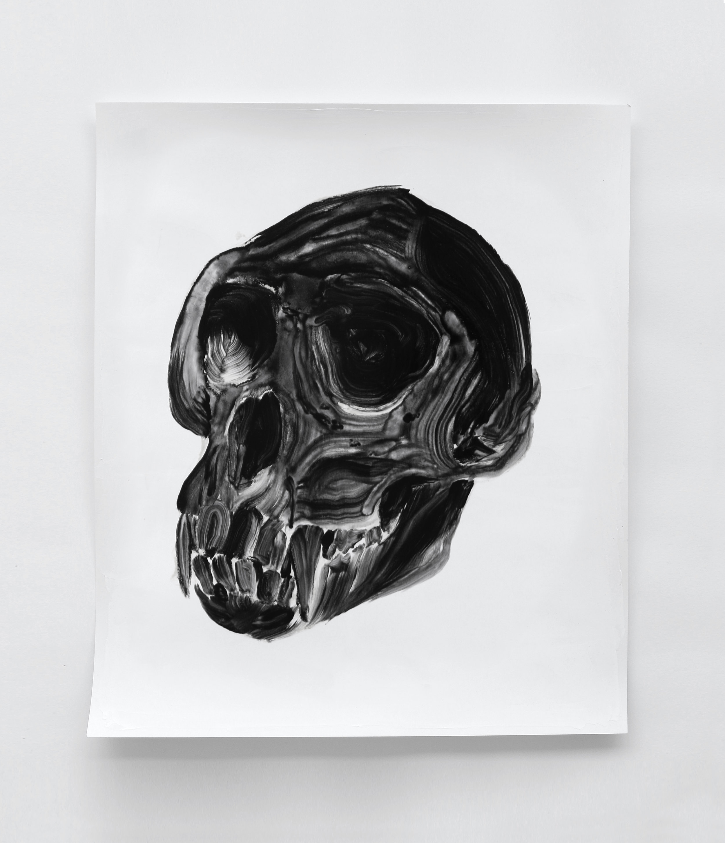  Crâne de singe vervet / Vervet skull  Huile sur papier / Oil on paper  12 X 16 in / 30 X 40 cm    