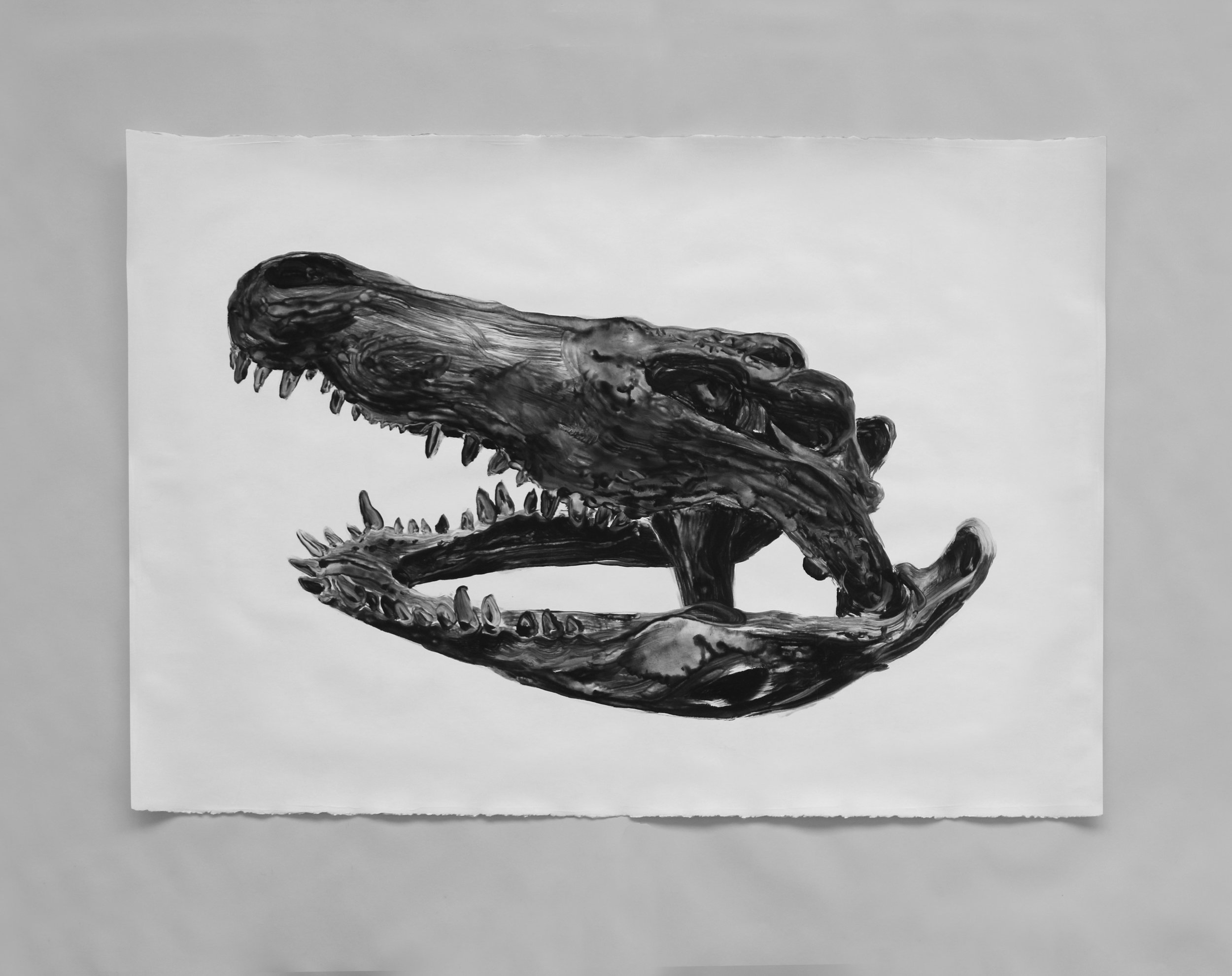  Crâne de crocodile / Crocodile skull  Huile sur papier / Oil on paper  45 X 31 in /&nbsp;114 X 78 cm    
