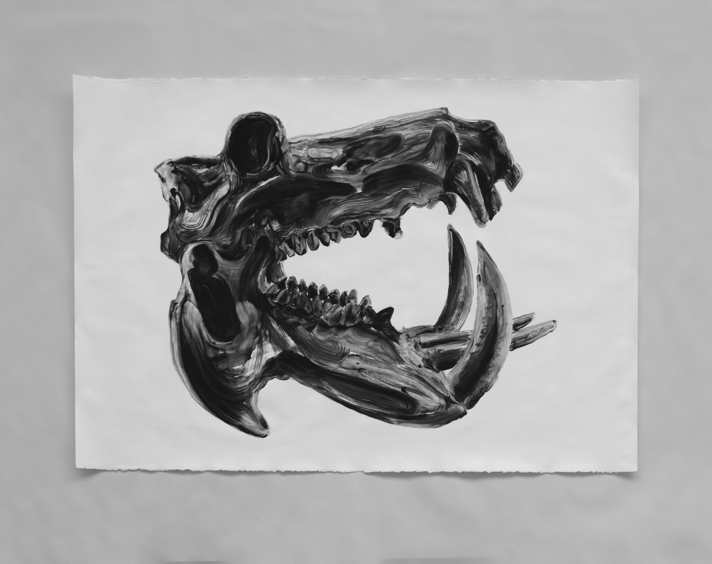  Crâne d'hippopotame / Hippopotamus skull  Huile sur papier / Oil on paper  45 X 31 in /&nbsp;114 X 78 cm 