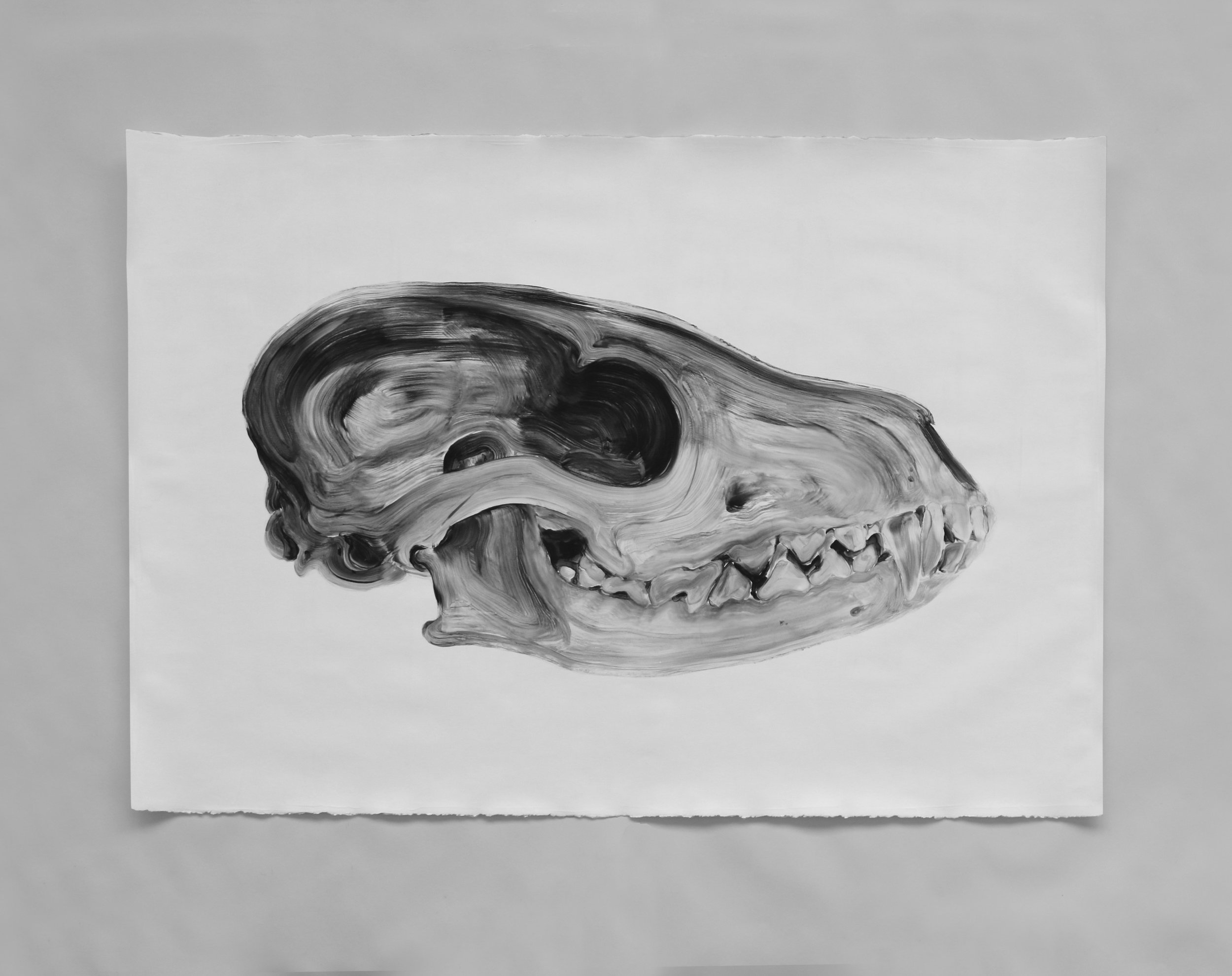  Crâne de renard/ Fox skull  Huile sur papier / Oil on paper  45 X 31 in /&nbsp;114 X 78 cm 