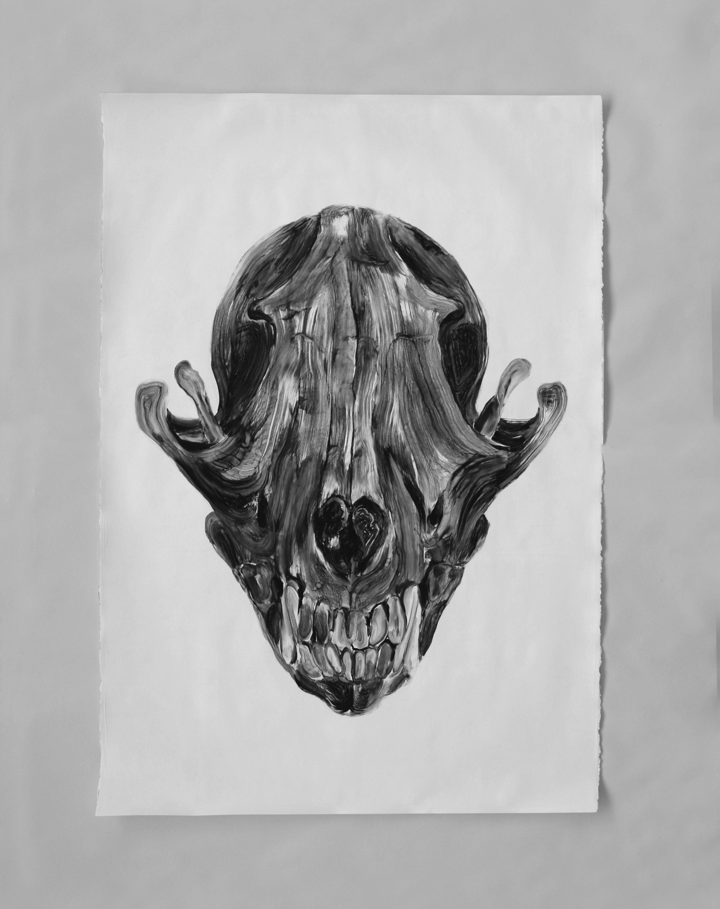  Crâne de renard/ Fox skull  Huile sur papier / Oil on paper  31 X 45 in /&nbsp;78 X 114 cm    