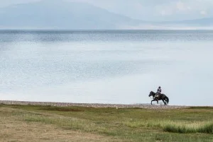 horses