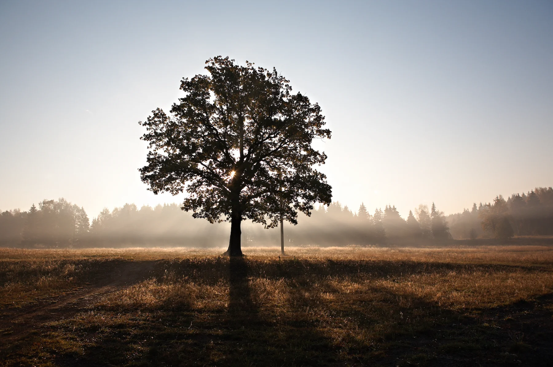 LoneTree.jpg