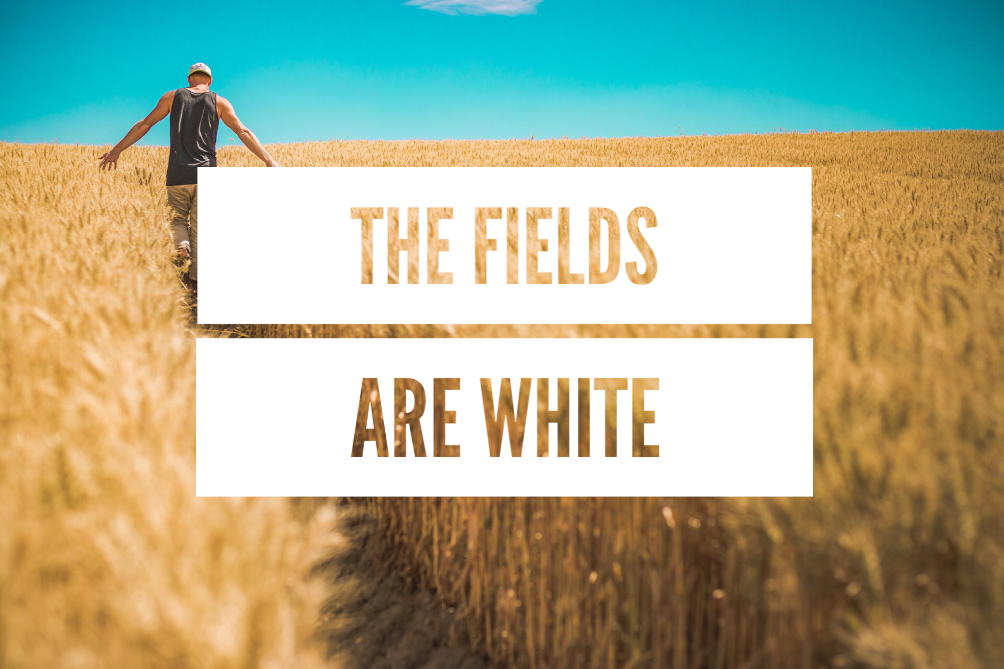 The Fields Are White