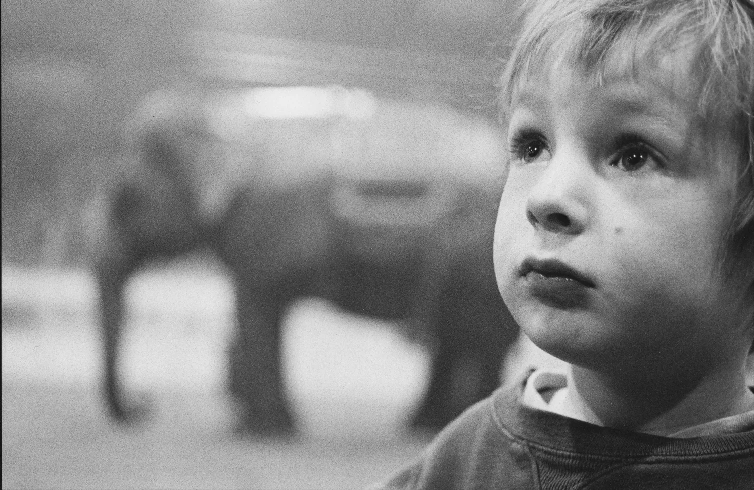 Antoine au cirque, 2008