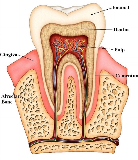 Anatomy of a Tooth