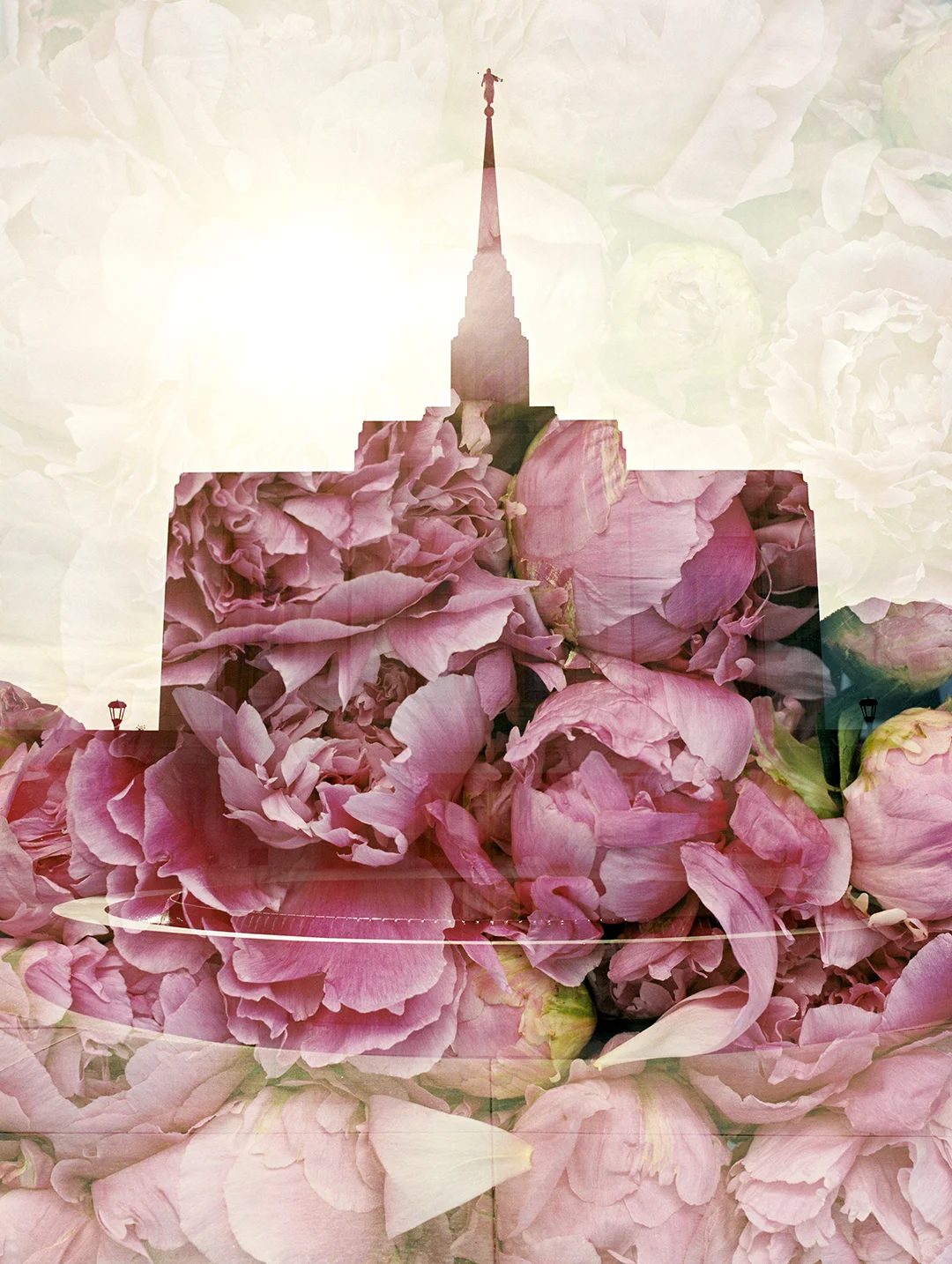 Ogden LDS Temple + Pink Peonies