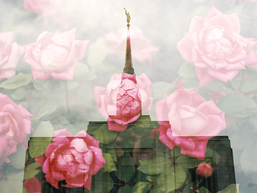Ogden LDS Temple + Rose Bush 2
