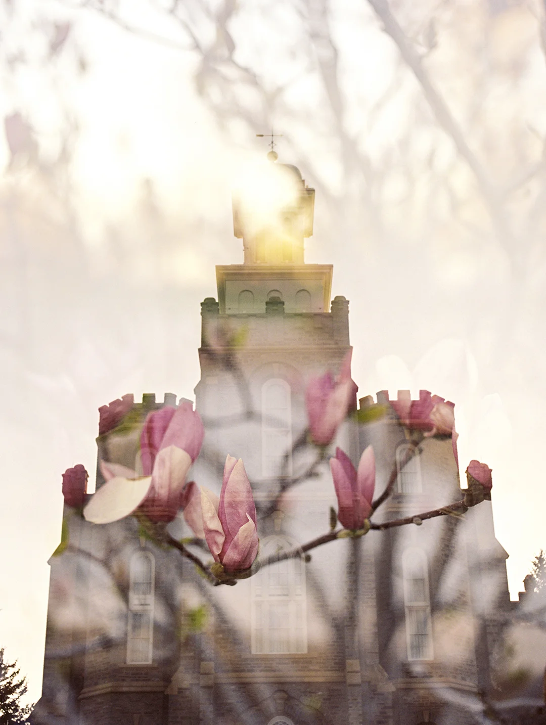 Logan LDS Temple + Magnolia