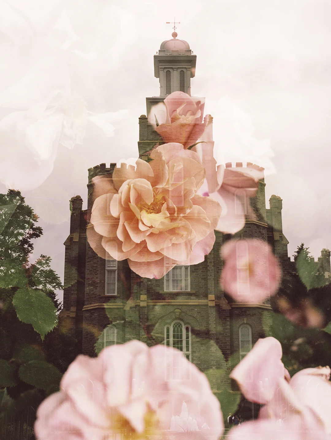 Logan LDS Temple + Rose Bush