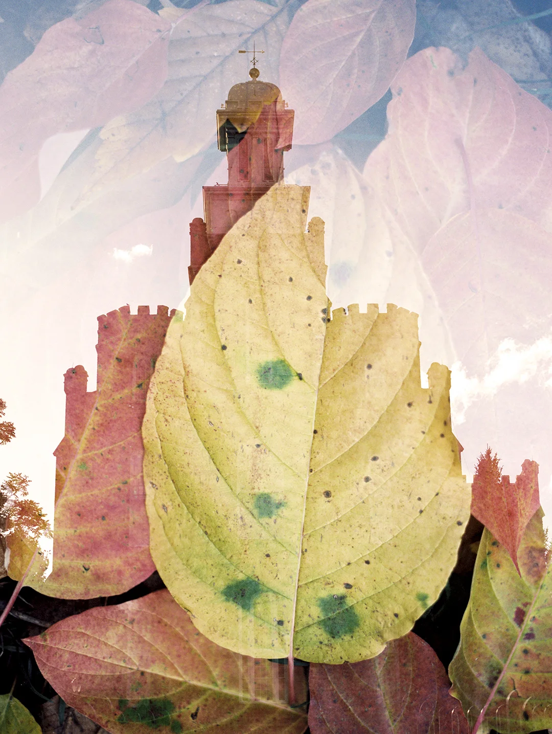 Logan LDS Temple + Yellow Leaves