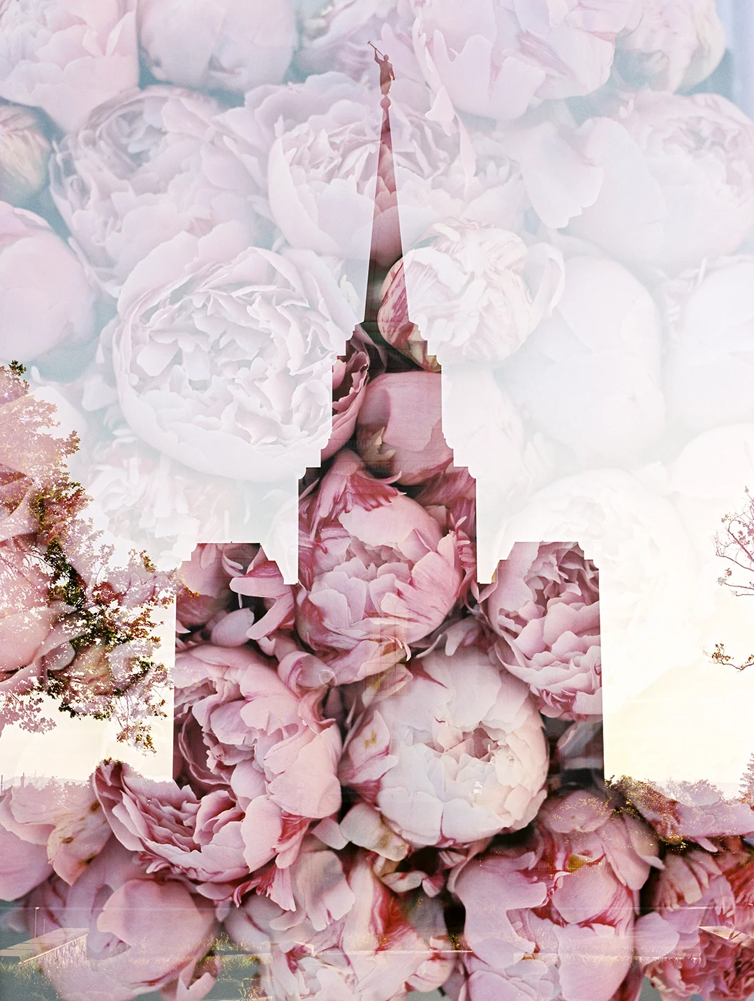 Brigham LDS Temple + Pink Peonies