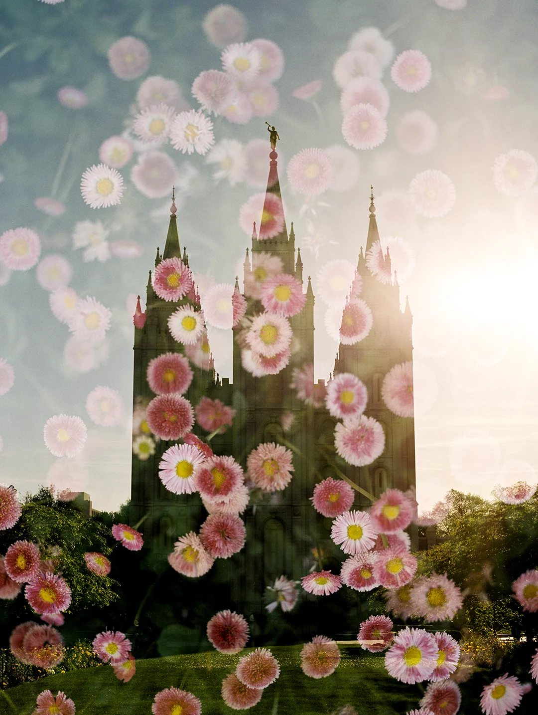 Salt Lake LDS Temple + English Daisy
