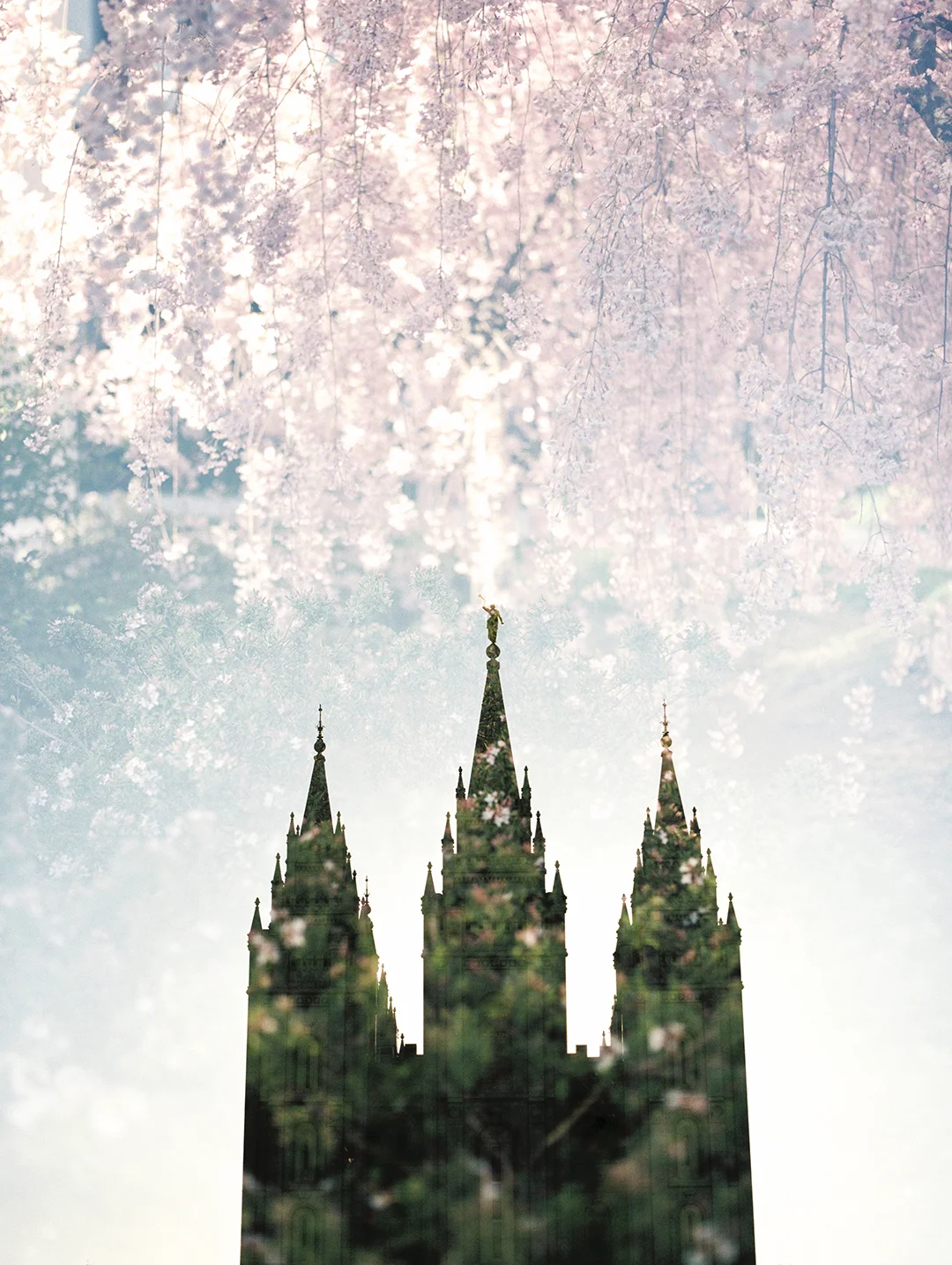 Salt Lake LDS Temple + Spring Blooms 2