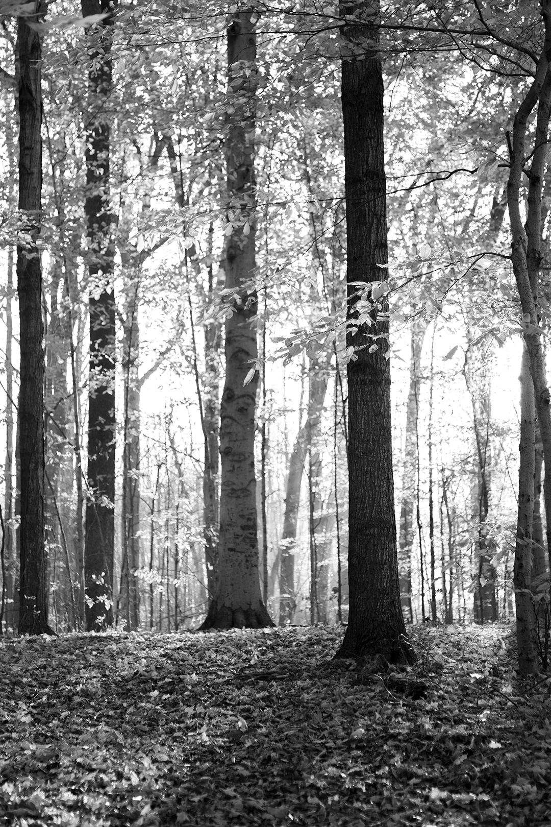 Sacred Grove Black and White 2