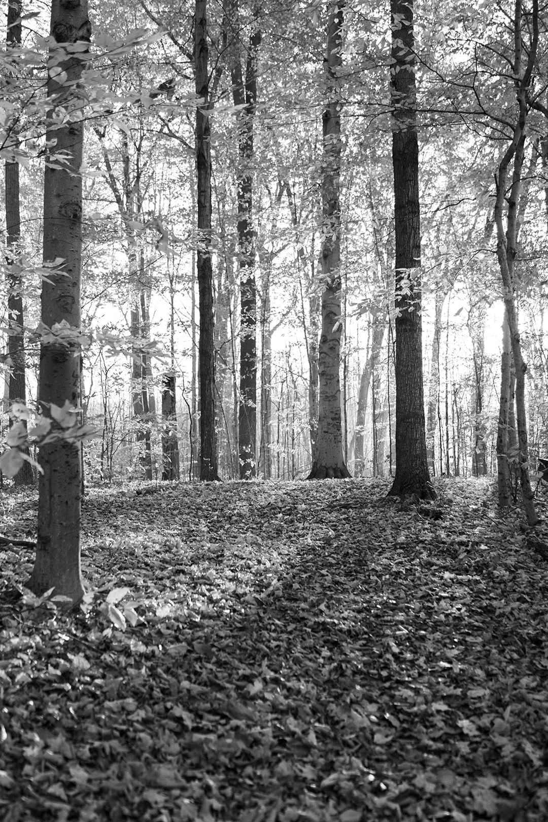 Sacred Grove Black and White 3