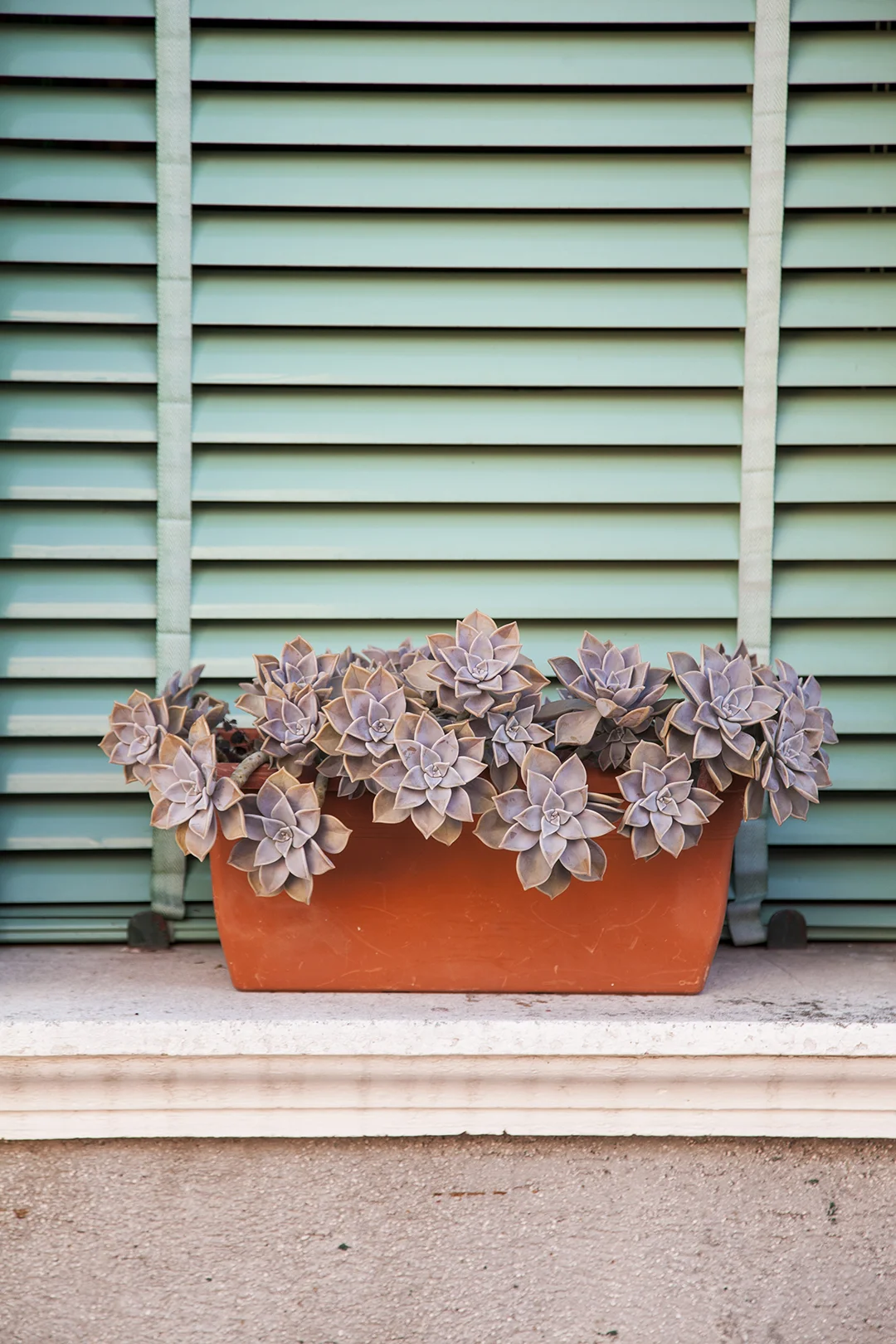 Burano, Succulents 1
