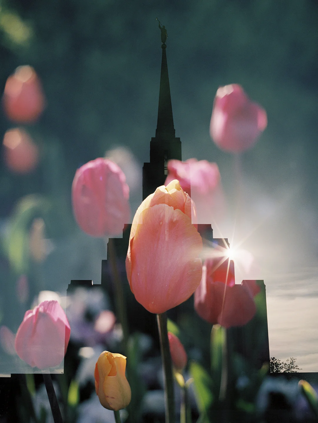 Oquirrh LDS Temple + Coral Tulip