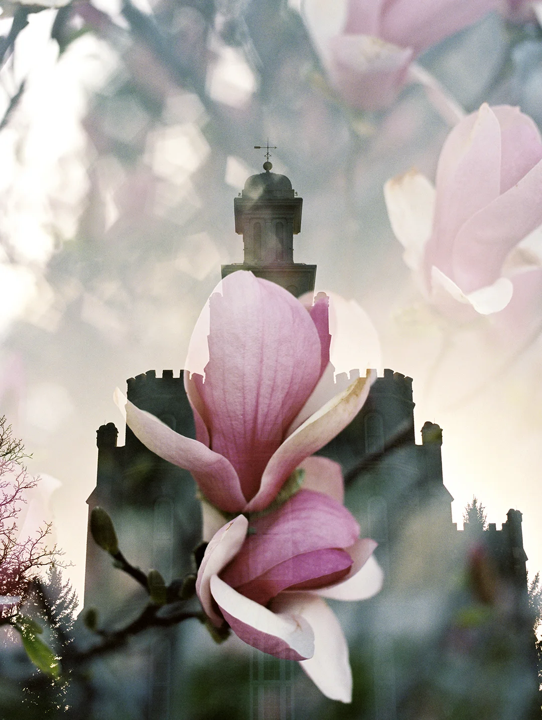 Logan LDS Temple + Magnolia 2