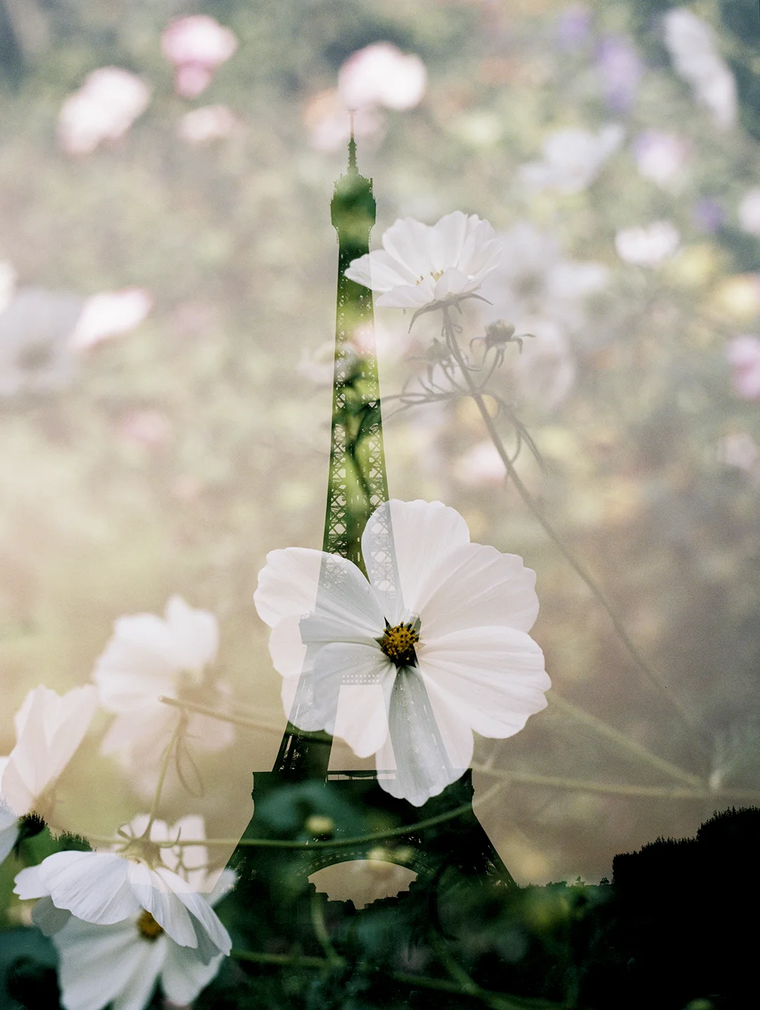 Eiffel Tower + Cosmos