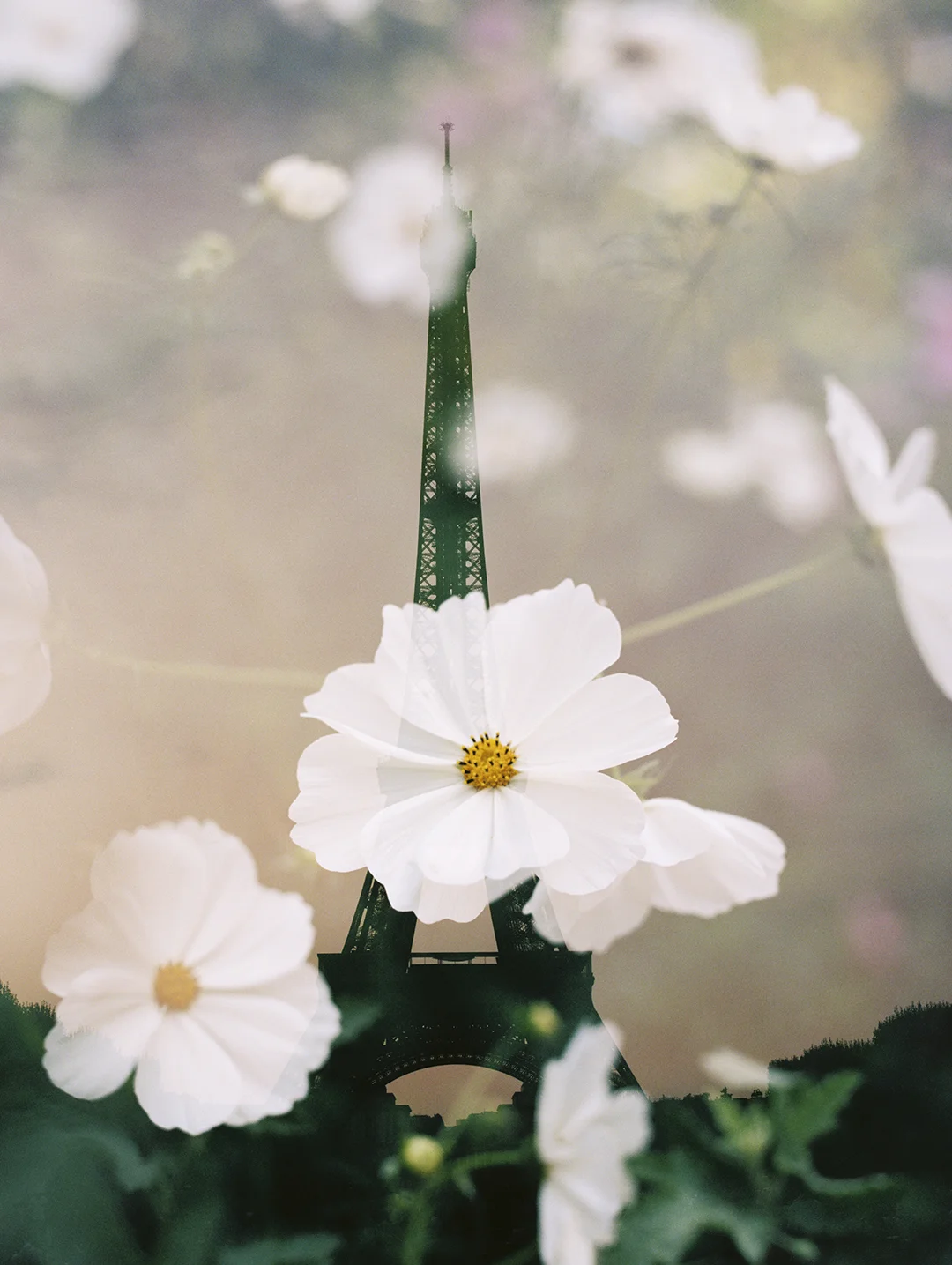 Eiffel Tower + White Cosmos