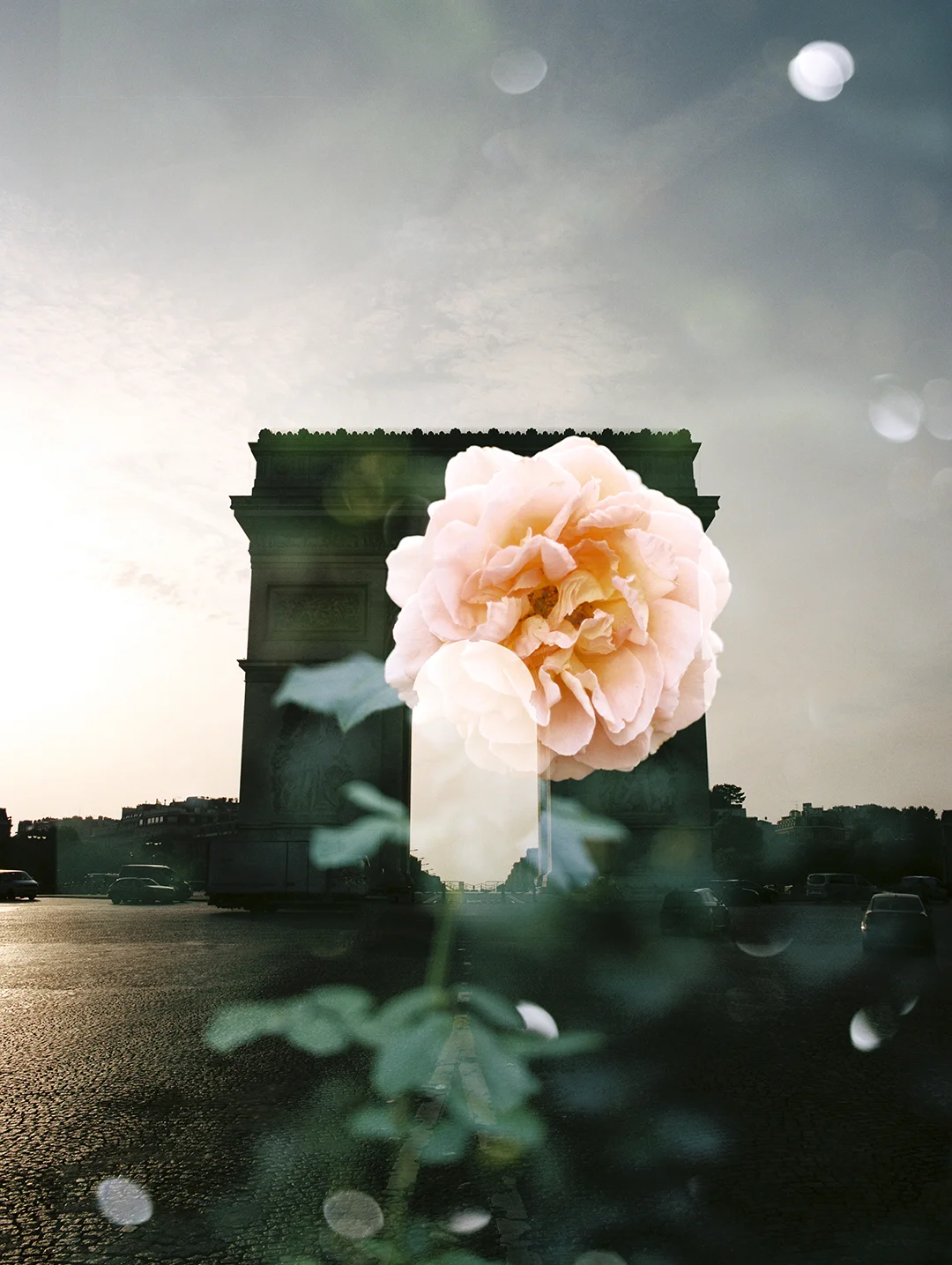 Arc de Triomphe + Garden Rose